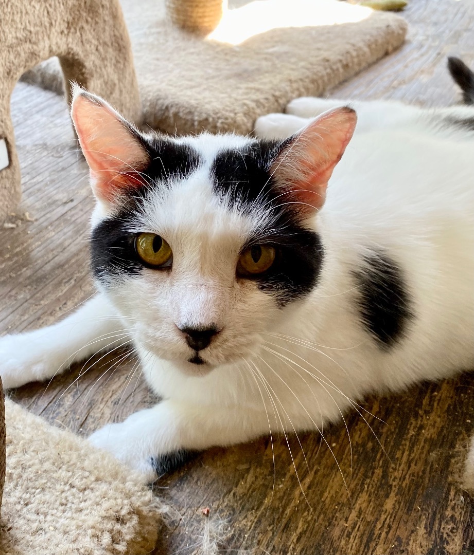 Yasu, Adoptable, Senior Male Domestic Medium Hair.