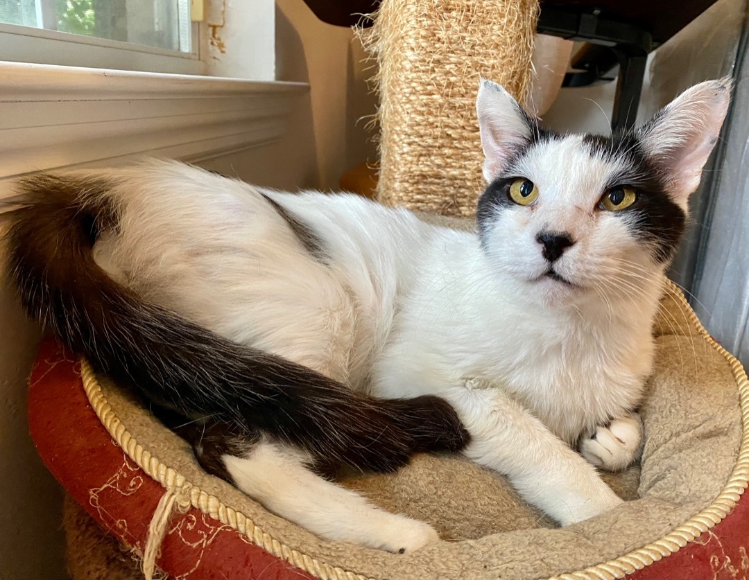 Yasu, a Adoptable Domestic Medium Hair in Tallahassee, FL image 3/6