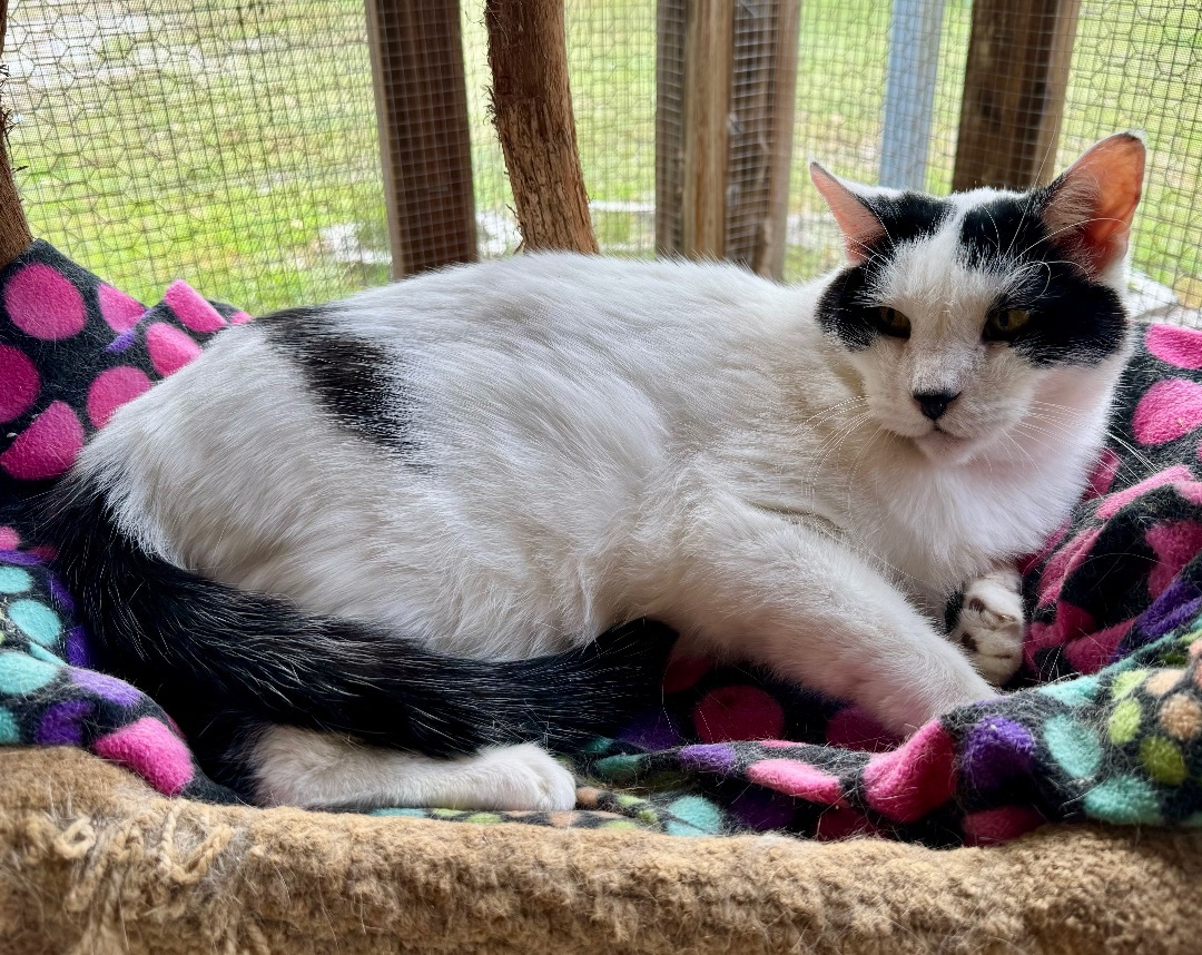 Yasu, a Adoptable Domestic Medium Hair in Tallahassee, FL image 4/6