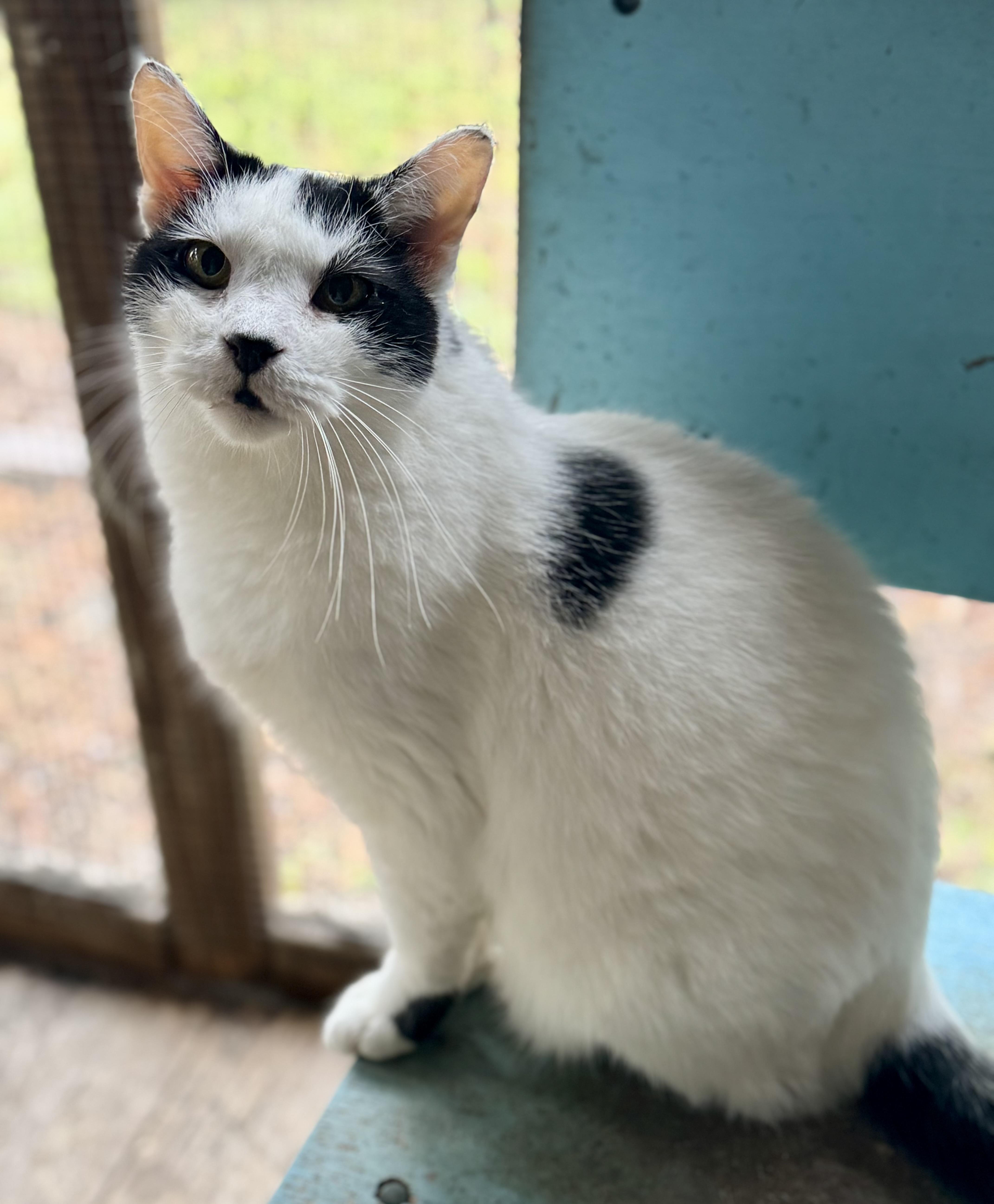 Yasu, a Adoptable Domestic Medium Hair in Tallahassee, FL image 1/6