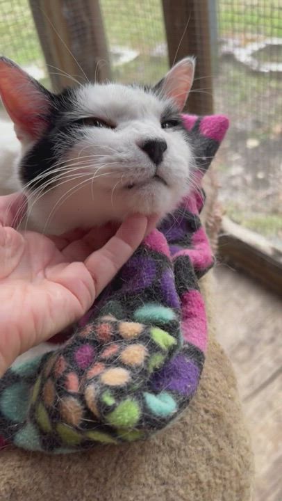 Enlarge Yasu, a Adoptable Domestic Medium Hair in Tallahassee, FL video 5/6