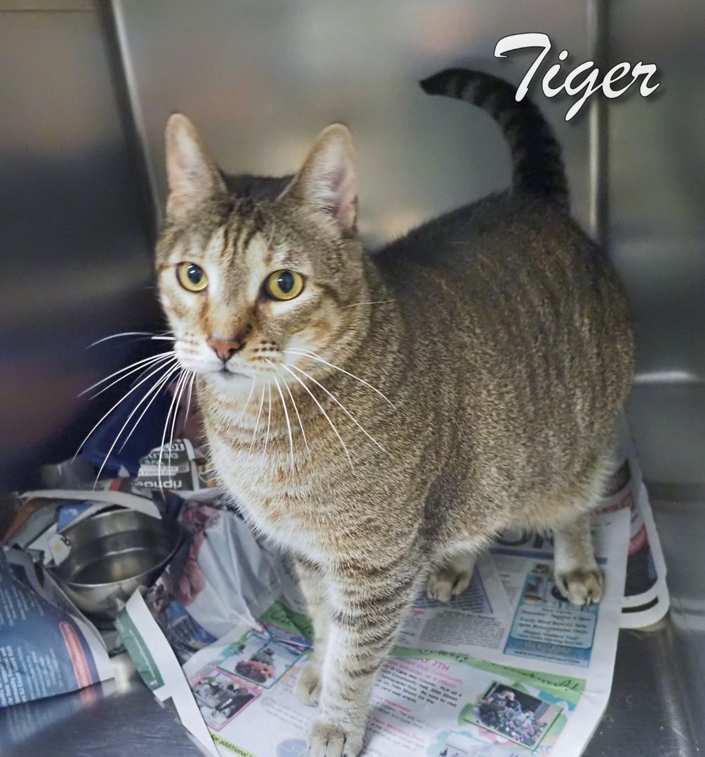 Tiger -Petsmart