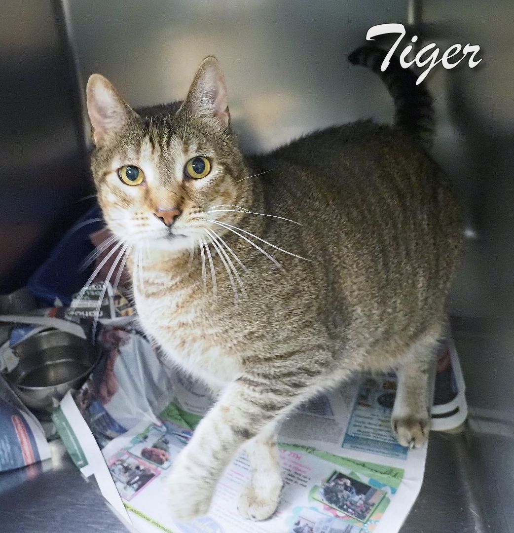 Tiger -Petsmart