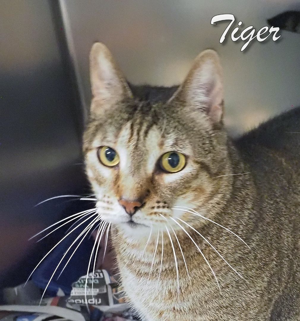 Tiger -Petsmart