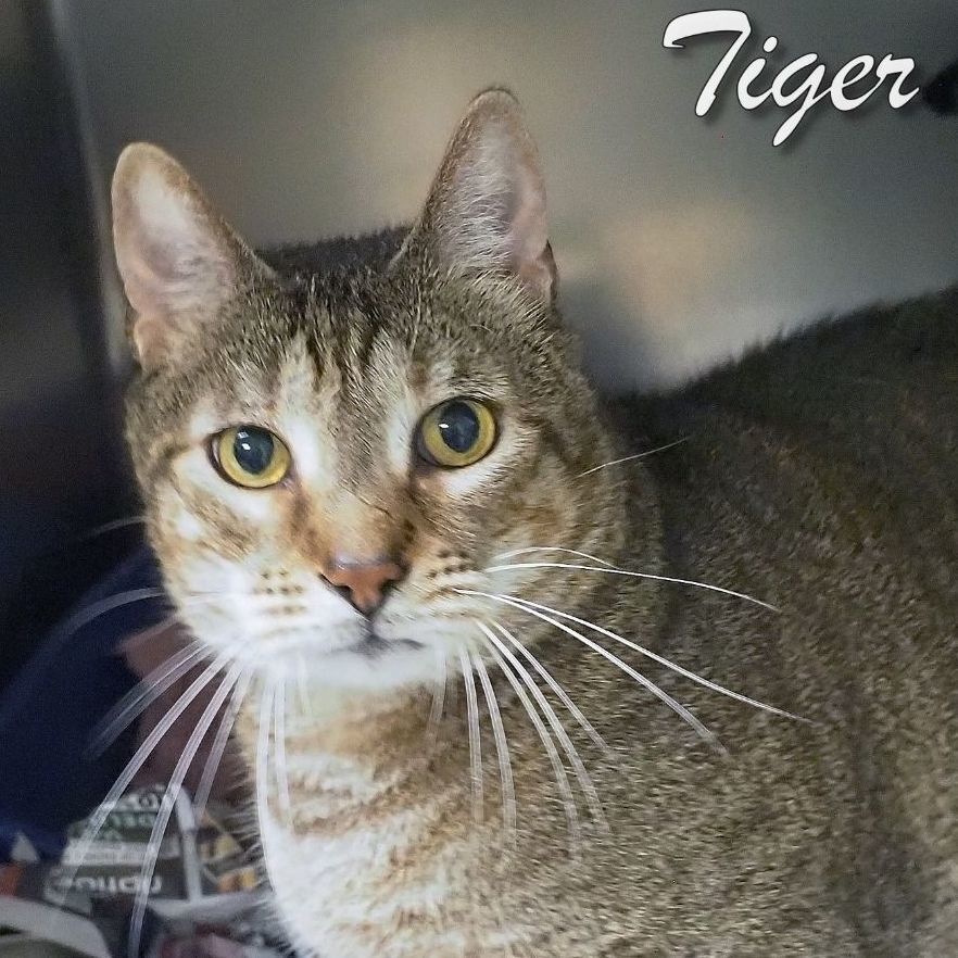 Tiger -Petsmart