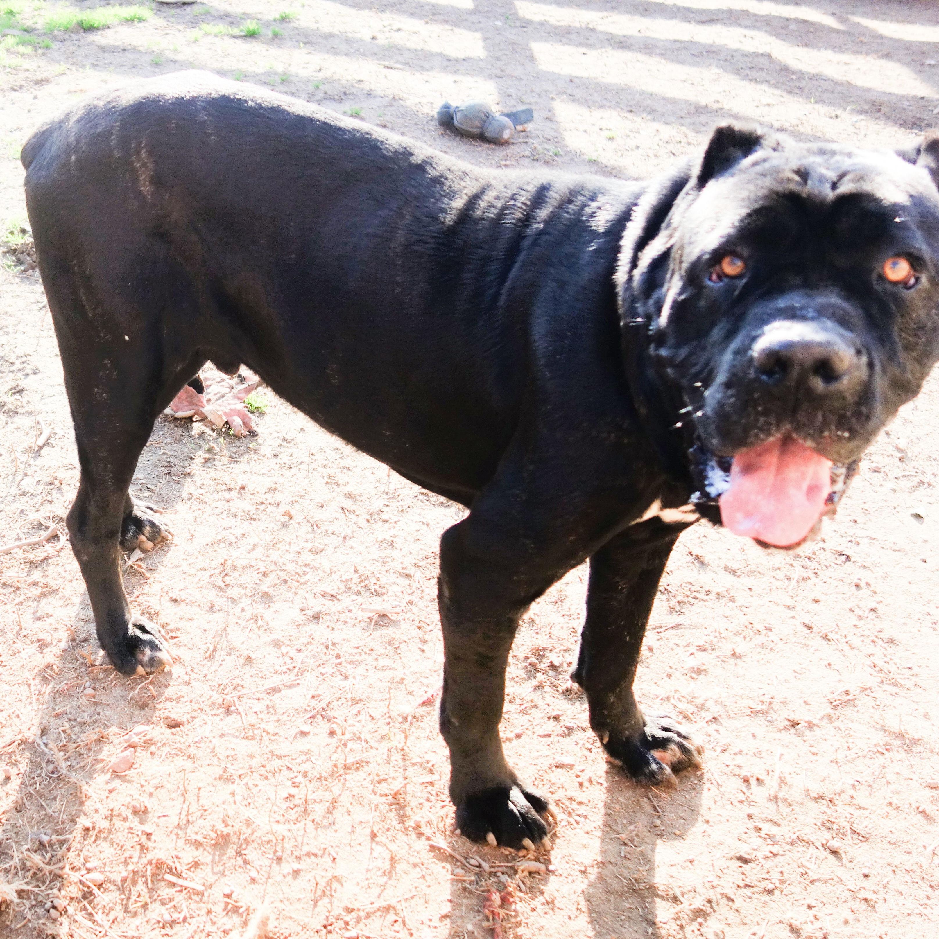 Elmo, Adult Male Cane Corso