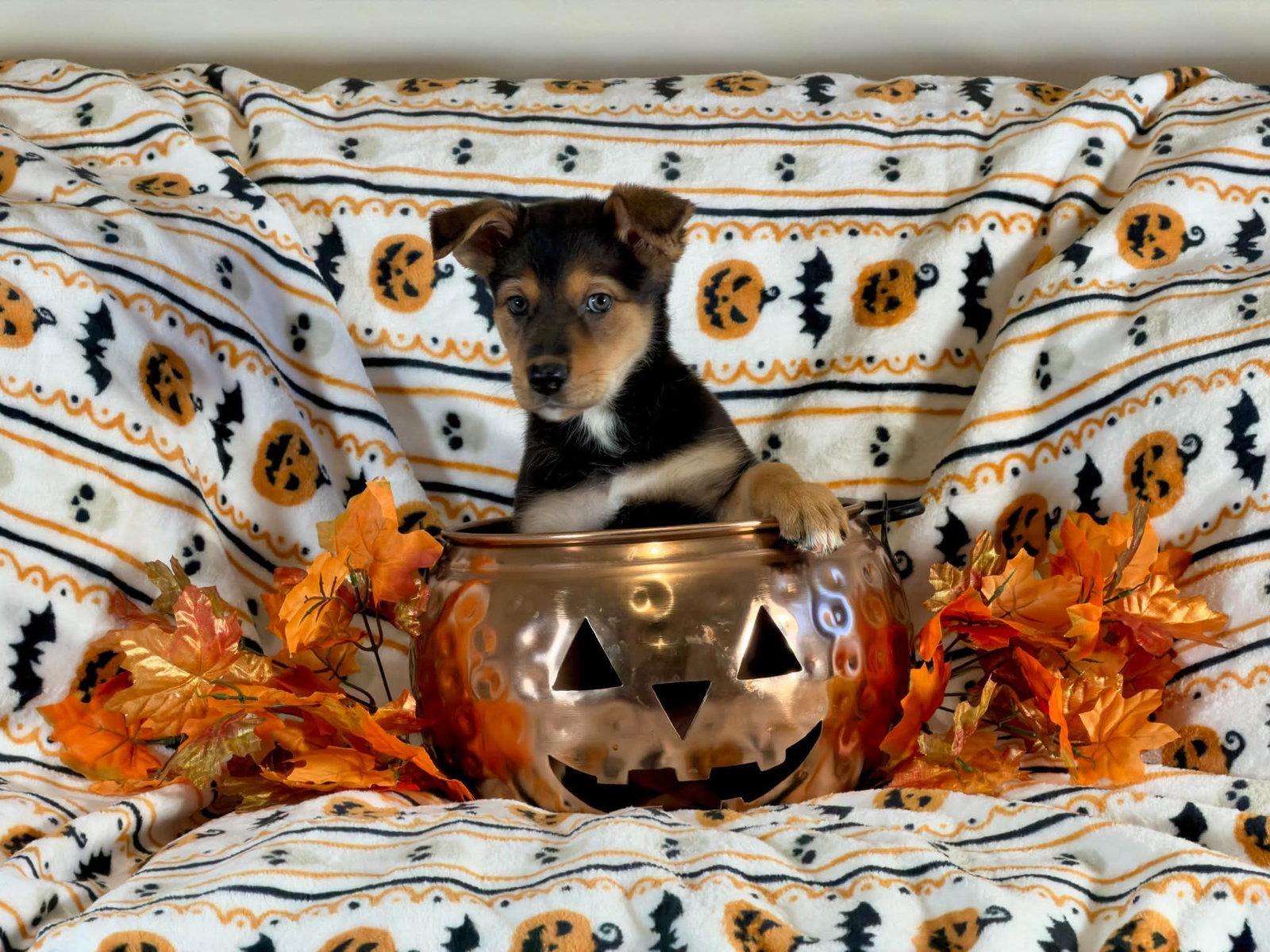 Enlarge Kara, a Adoptable German Shepherd Dog in San Bernardino, CA image 1/3