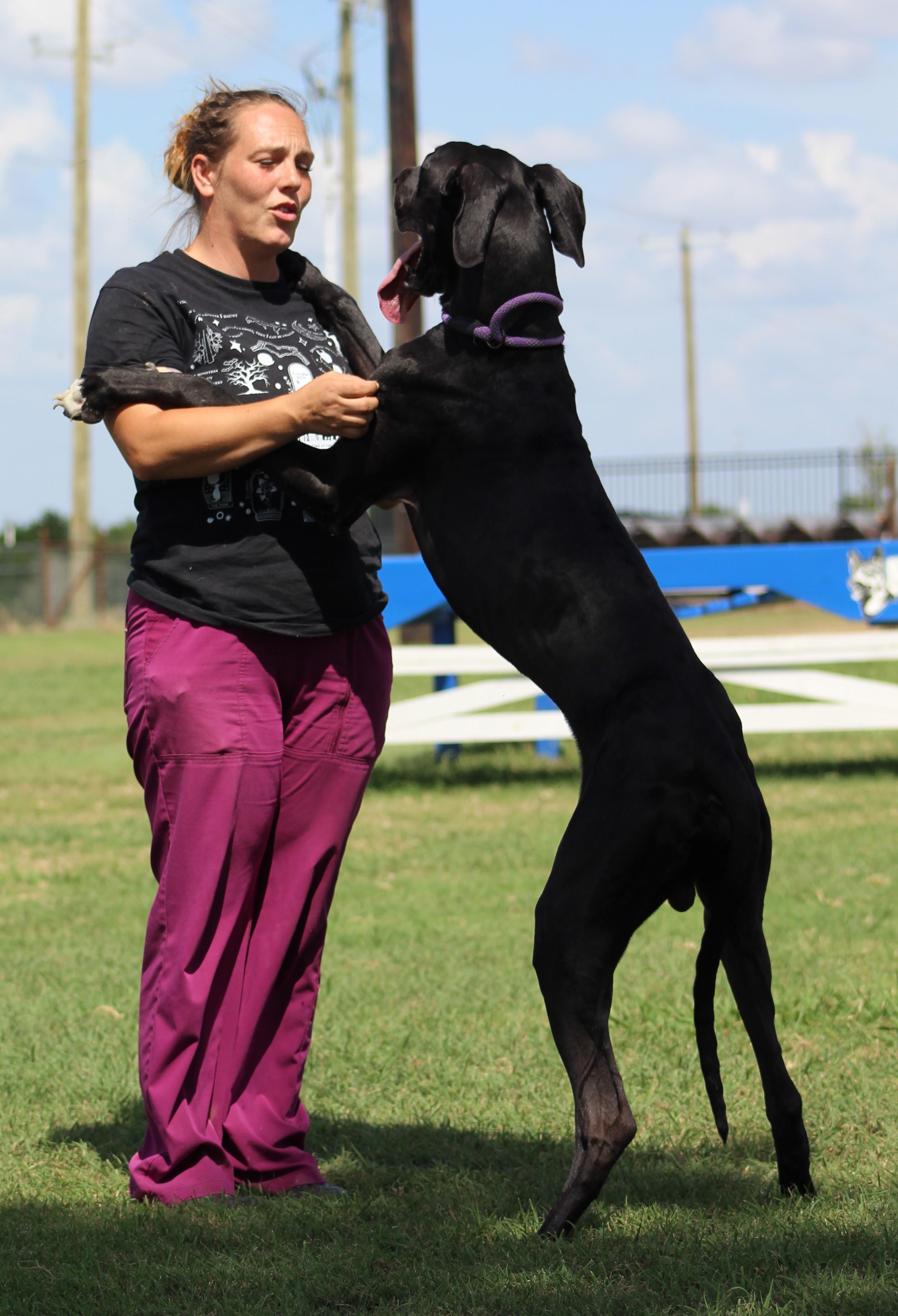 Enlarge Midnight, a ADOPTABLE Great Dane in Temple, TX image 5/6