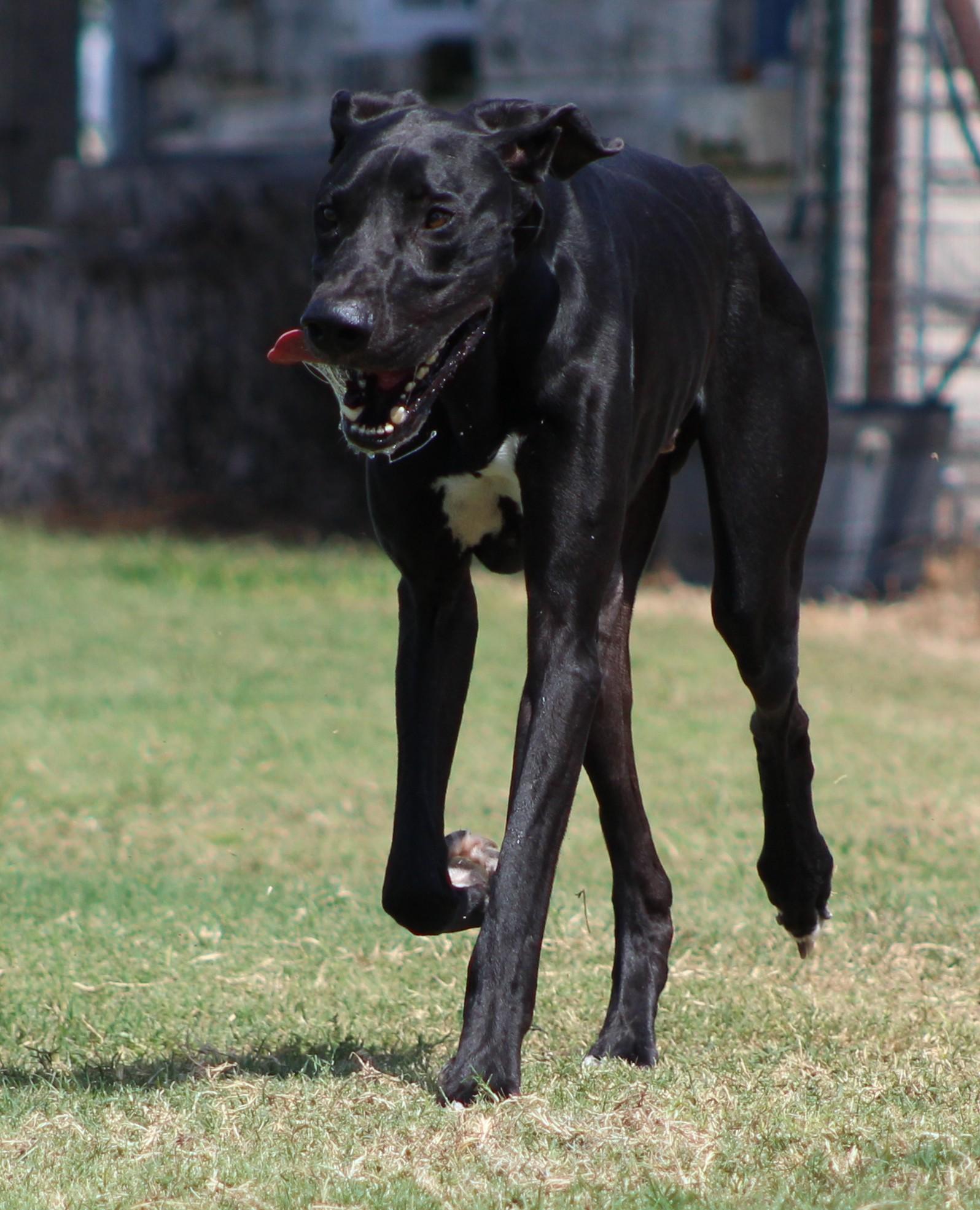 Enlarge Midnight, a ADOPTABLE Great Dane in Temple, TX image 2/6