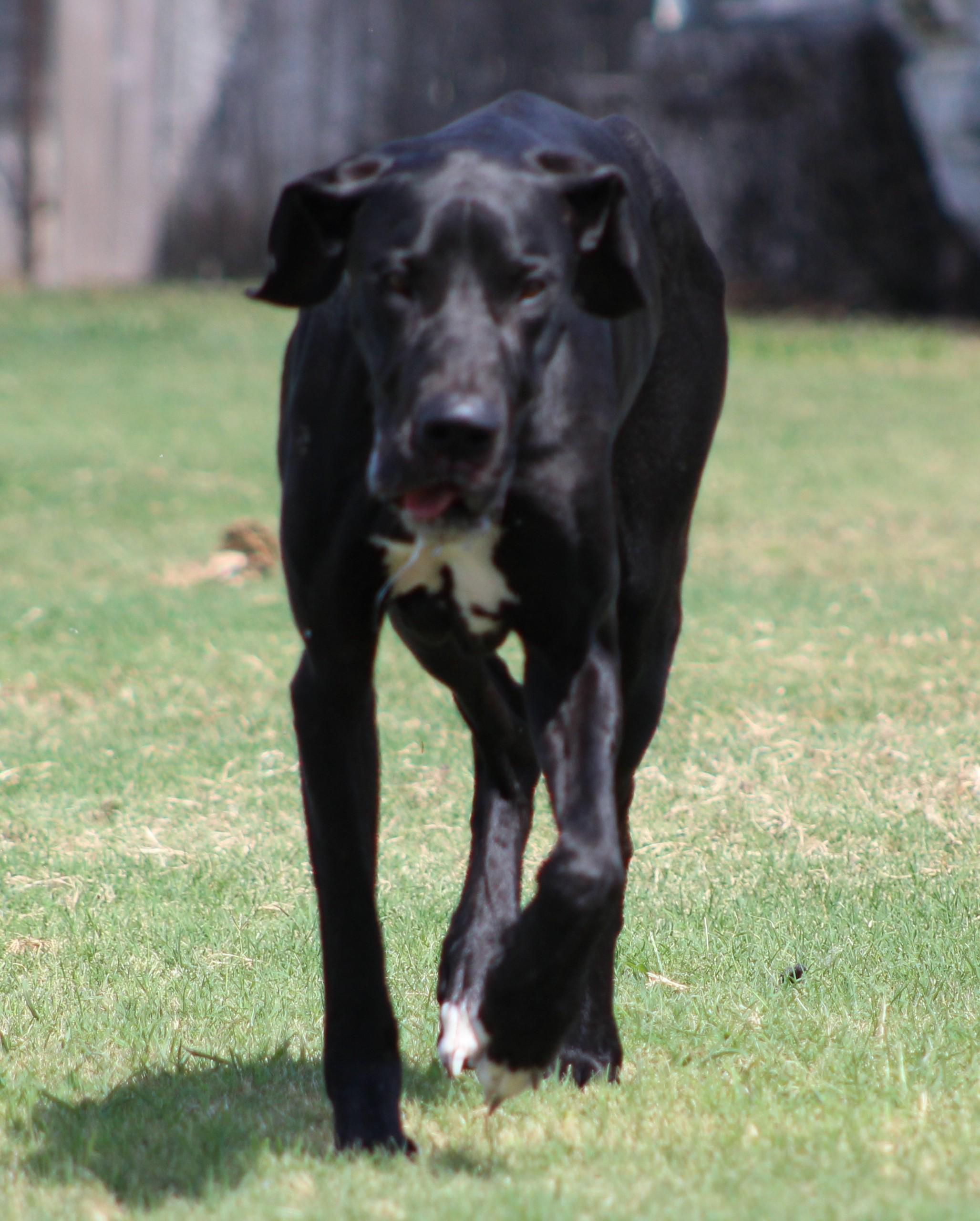 Midnight, ADOPTABLE, Young Male Great Dane.