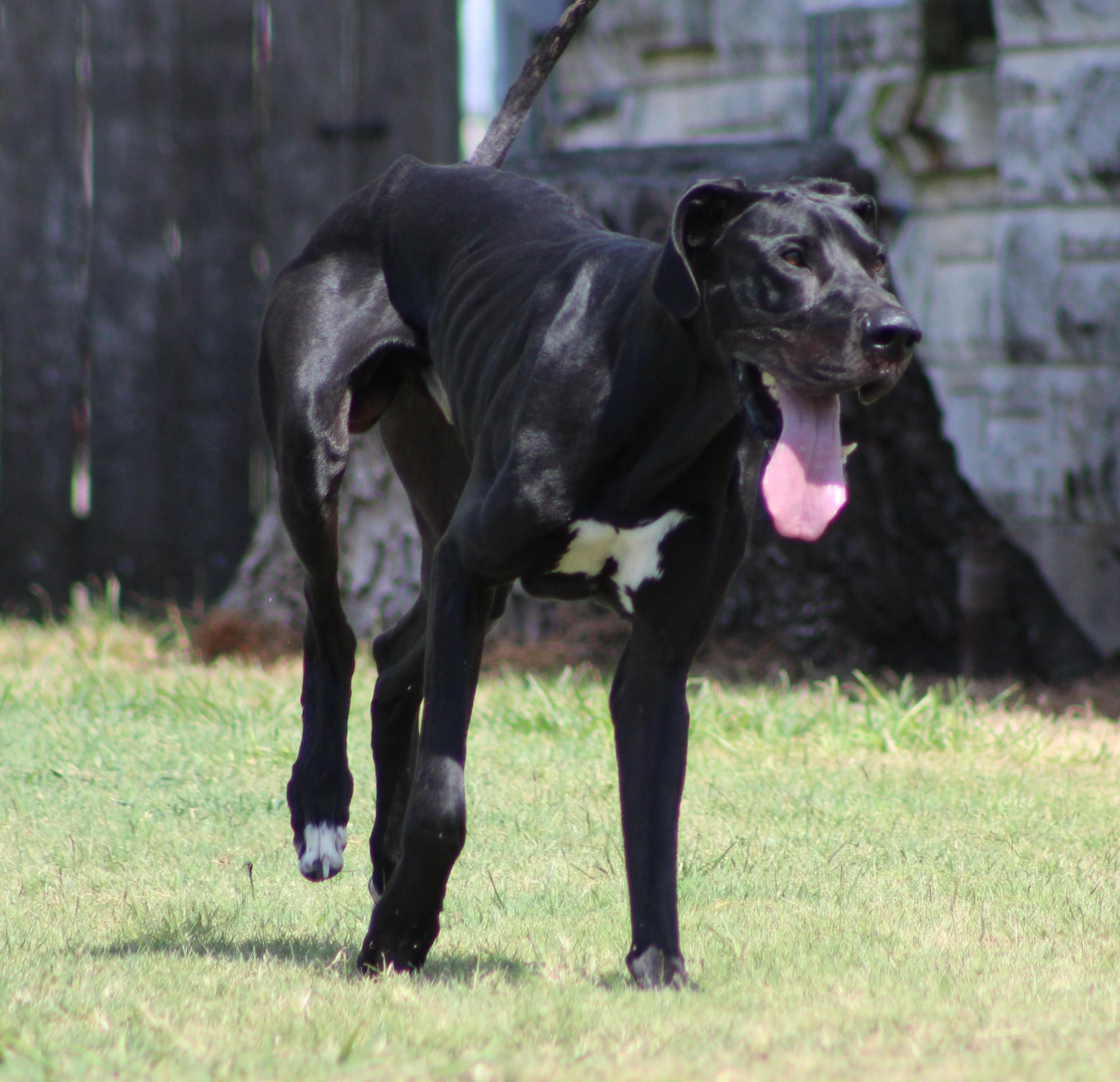 Enlarge Midnight, a ADOPTABLE Great Dane in Temple, TX image 4/6