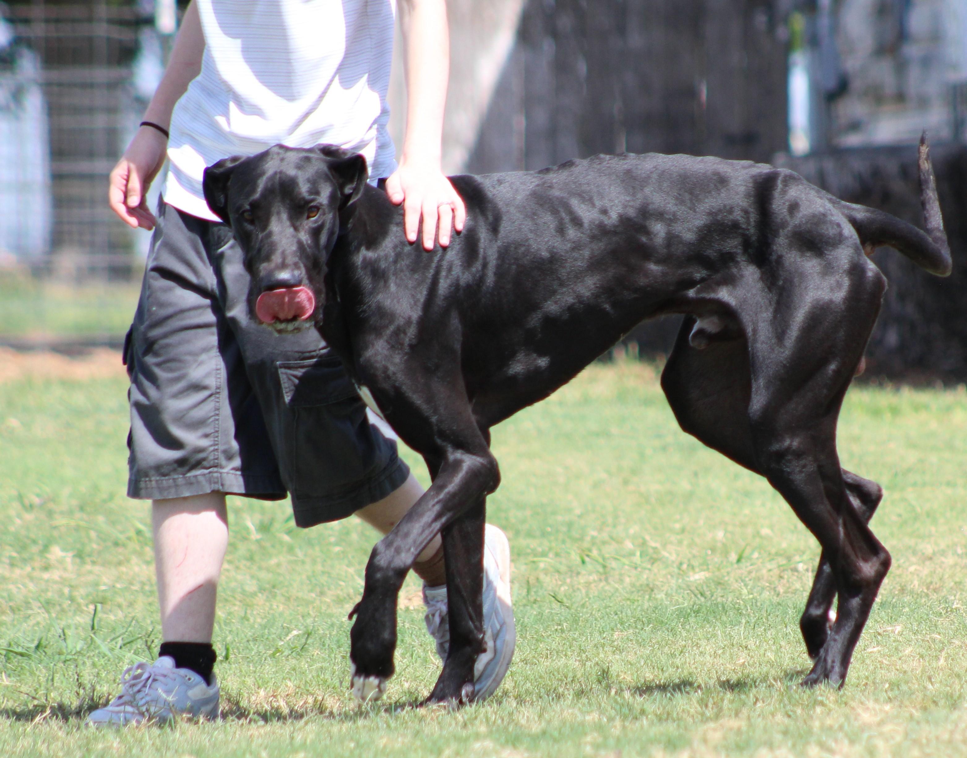 Enlarge Midnight, a ADOPTABLE Great Dane in Temple, TX image 3/6