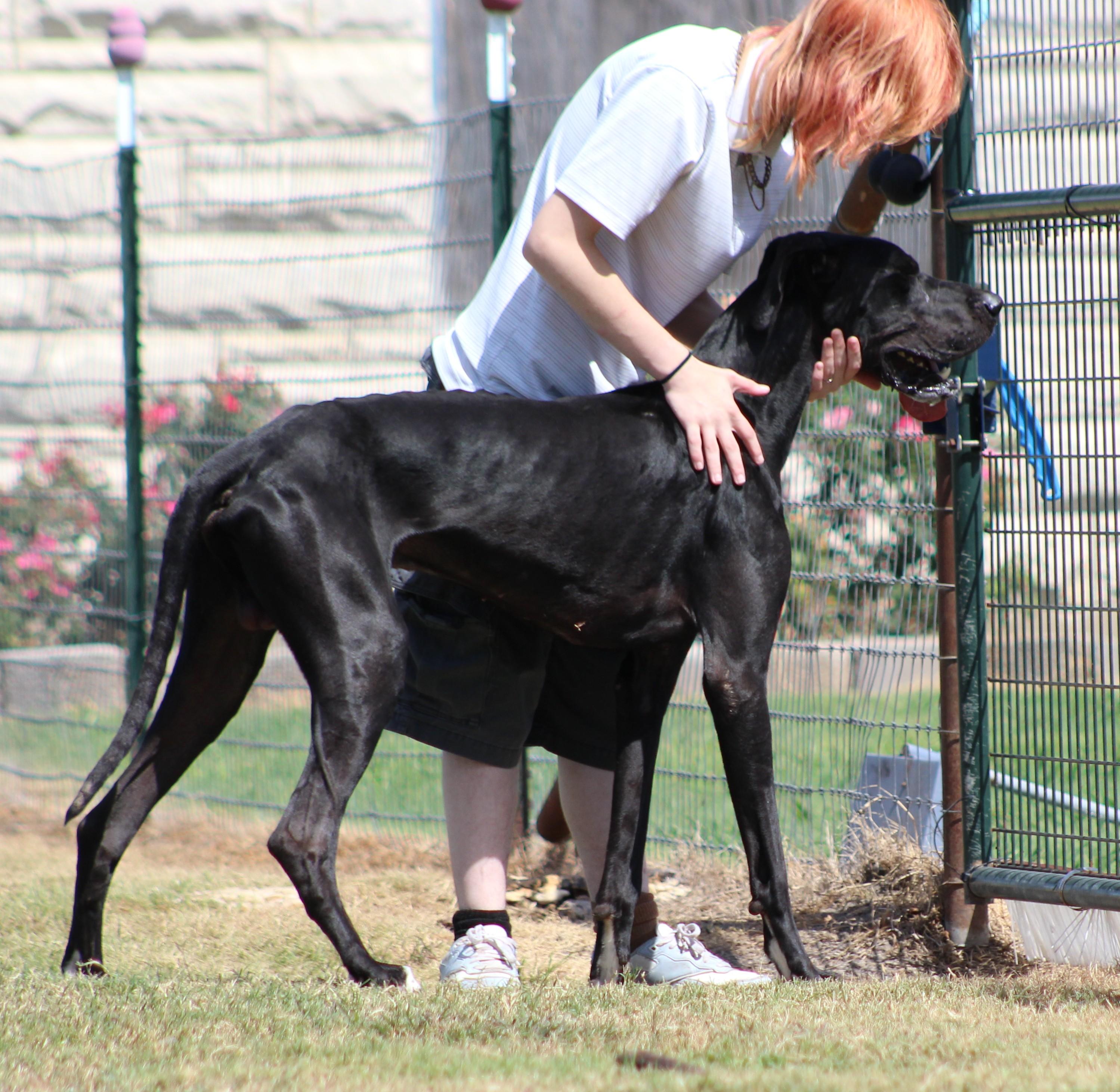Enlarge Midnight, a ADOPTABLE Great Dane in Temple, TX image 6/6