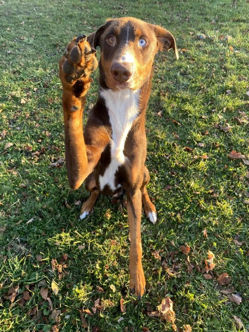 William, a Adoptable mixed breed in Cortland, NY image 1/6