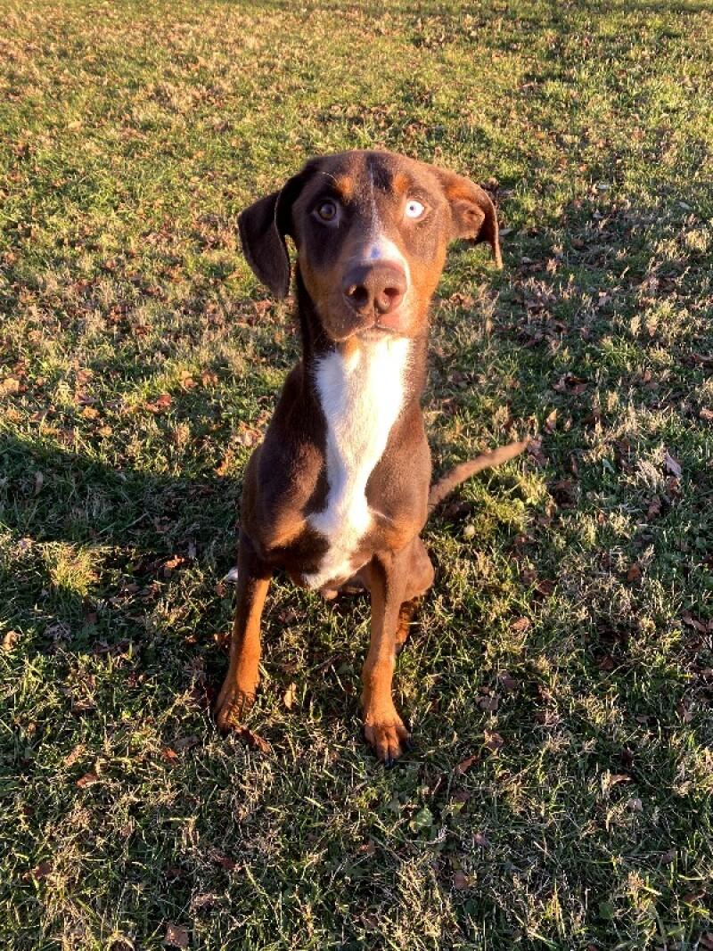 William, a Adoptable mixed breed in Cortland, NY image 2/6