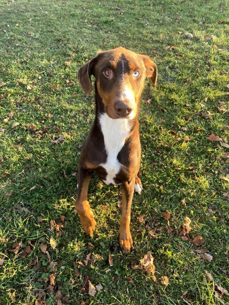 William, a Adoptable mixed breed in Cortland, NY image 3/6