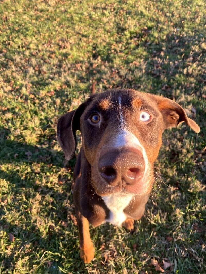 William, a Adoptable mixed breed in Cortland, NY image 4/6