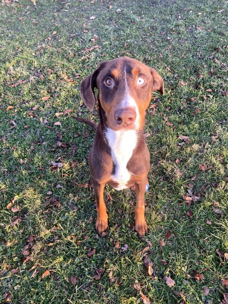 William, a Adoptable mixed breed in Cortland, NY image 5/6