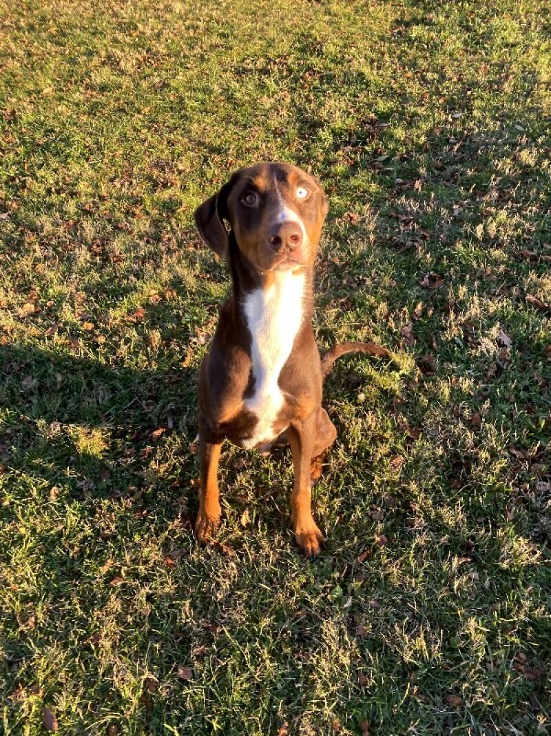 William, a Adoptable mixed breed in Cortland, NY image 6/6