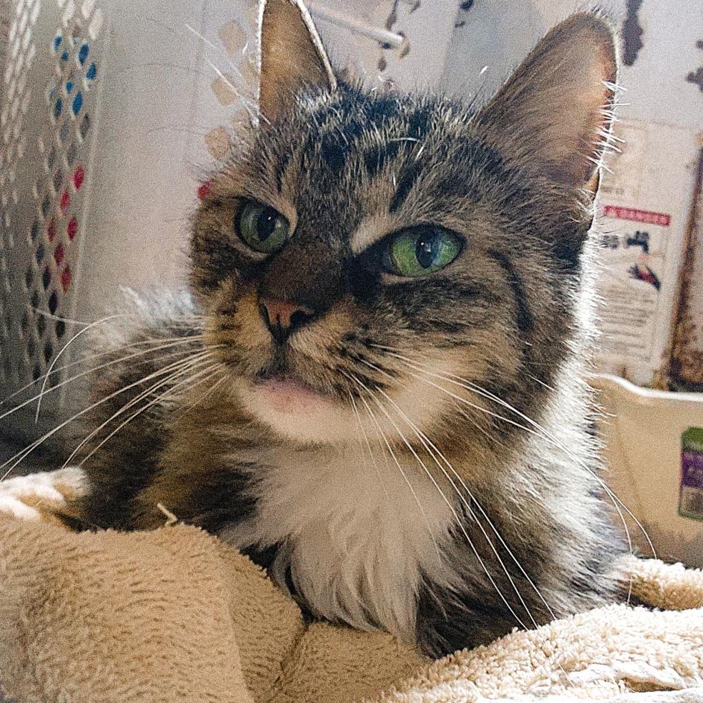 Leia, Adoptable, Adult Female Domestic Long Hair.
