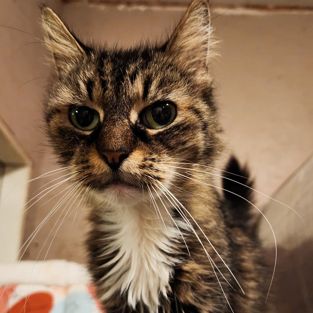 Enlarge Leia, a Adoptable Domestic Long Hair in Glenfield, NY image 2/3