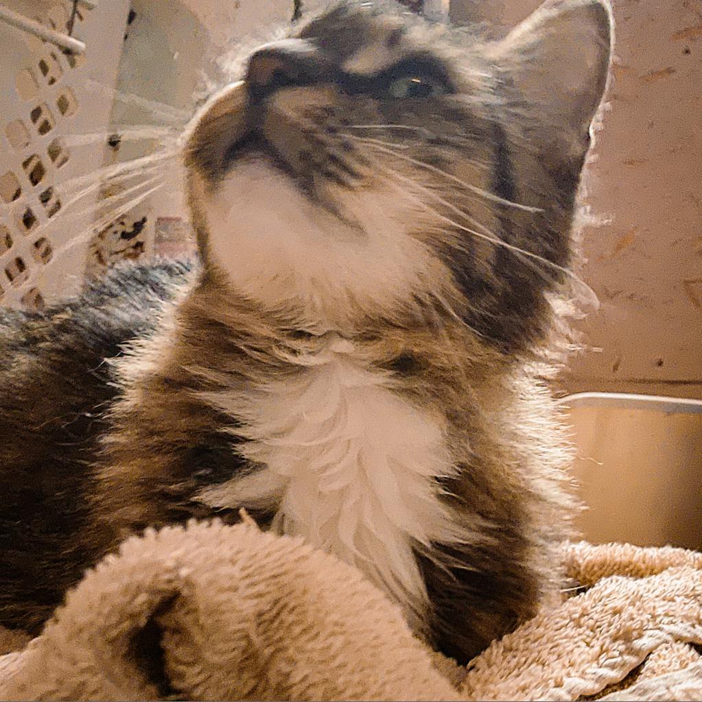 Enlarge Leia, a Adoptable Domestic Long Hair in Glenfield, NY image 3/3