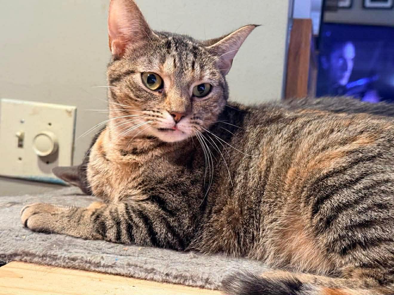 Enlarge FLOPPY, a Adoptable Tabby in Capshaw, AL image 1/1