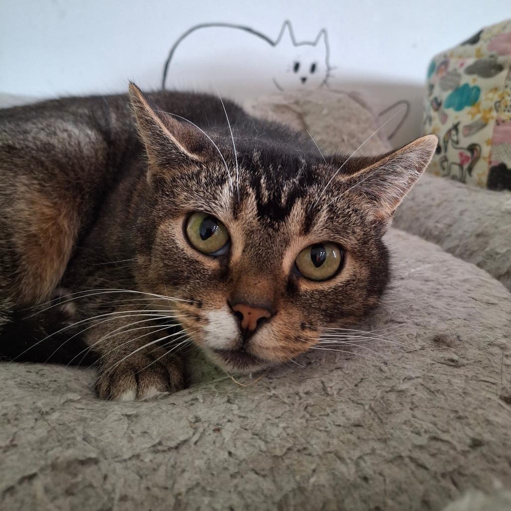 Enlarge Judy, a Adoptable American Shorthair in Columbus, OH image 4/4