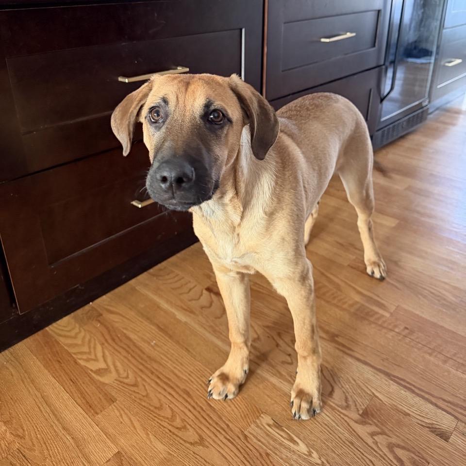 Enlarge Hobbes, a Adoptable mixed breed in Pawling, NY image 1/6