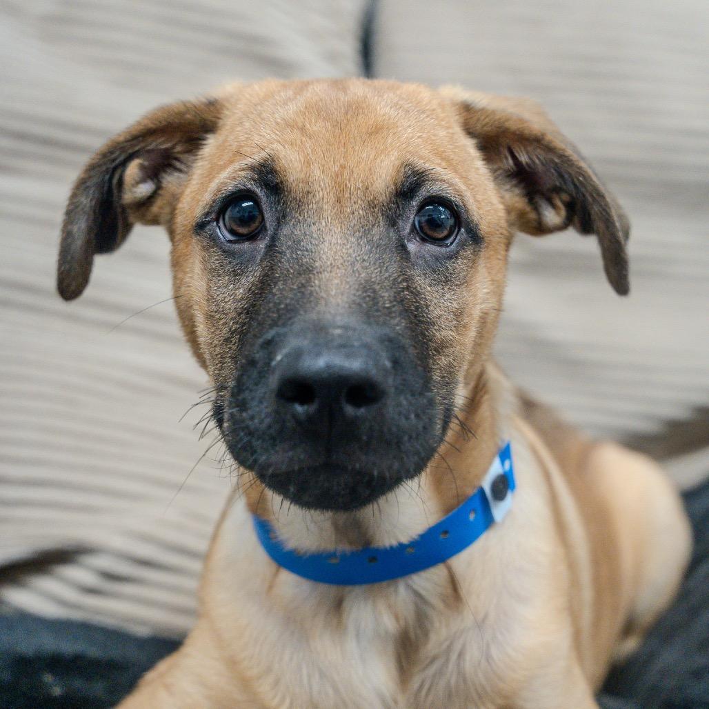 Enlarge Hobbes, a Adoptable mixed breed in Pawling, NY image 1/6
