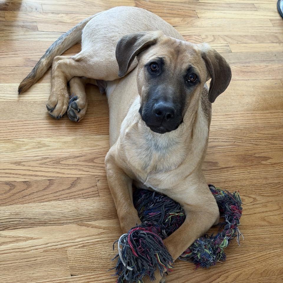 Enlarge Hobbes, a Adoptable mixed breed in Pawling, NY image 2/6