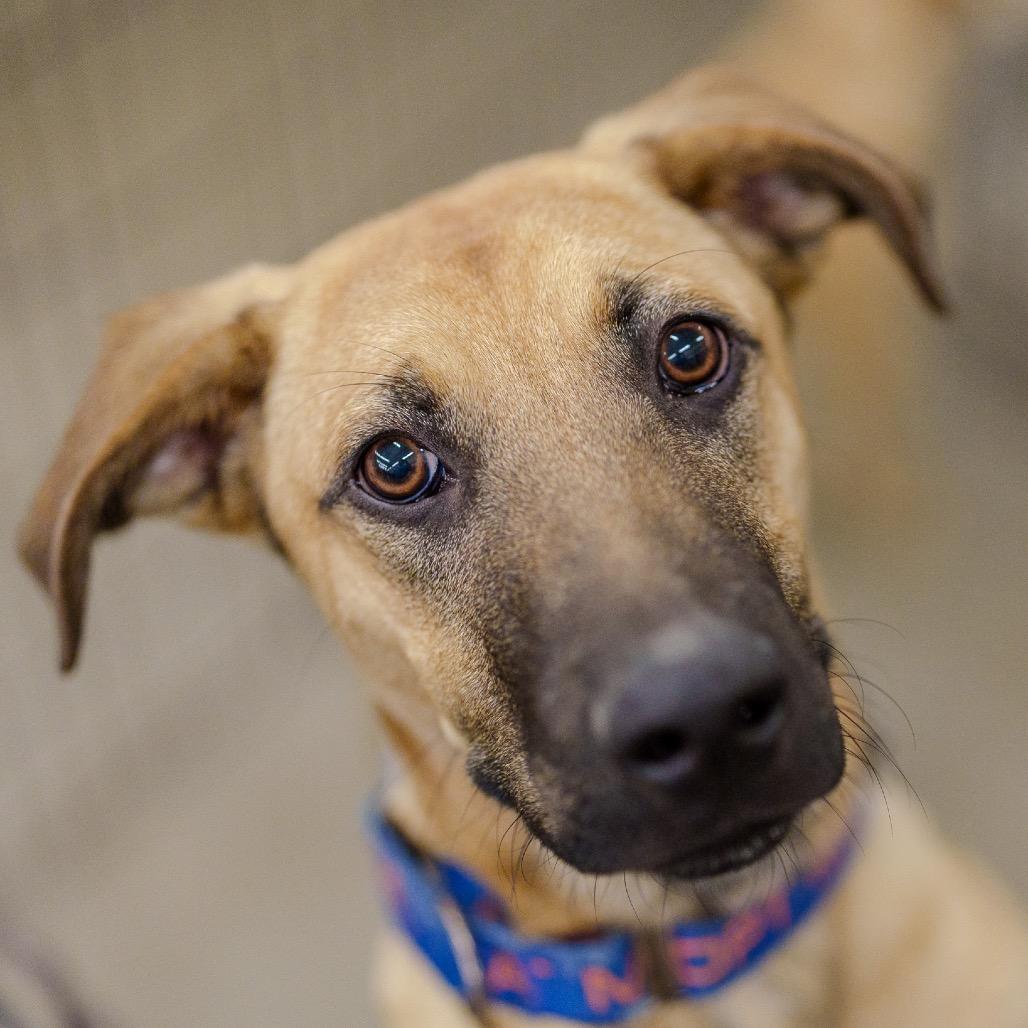 Enlarge Hobbes, a Adoptable mixed breed in Pawling, NY image 3/6