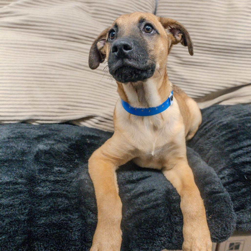Enlarge Hobbes, a Adoptable mixed breed in Pawling, NY image 3/6