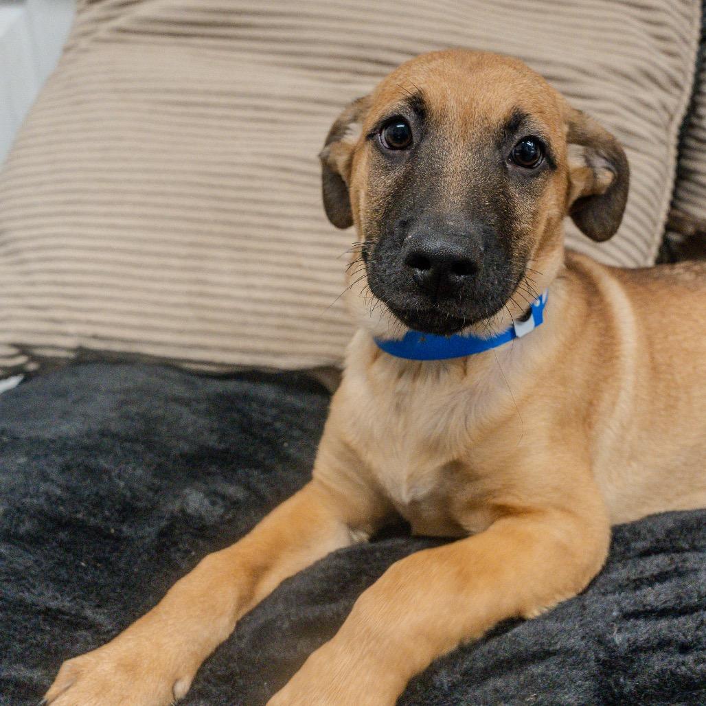 Enlarge Hobbes, a Adoptable mixed breed in Pawling, NY image 4/6