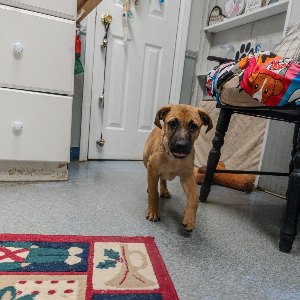 Enlarge Hobbes, a Adoptable mixed breed in Pawling, NY image 5/6