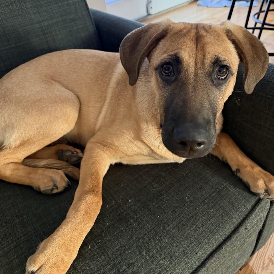 Enlarge Hobbes, a Adoptable mixed breed in Pawling, NY image 4/6