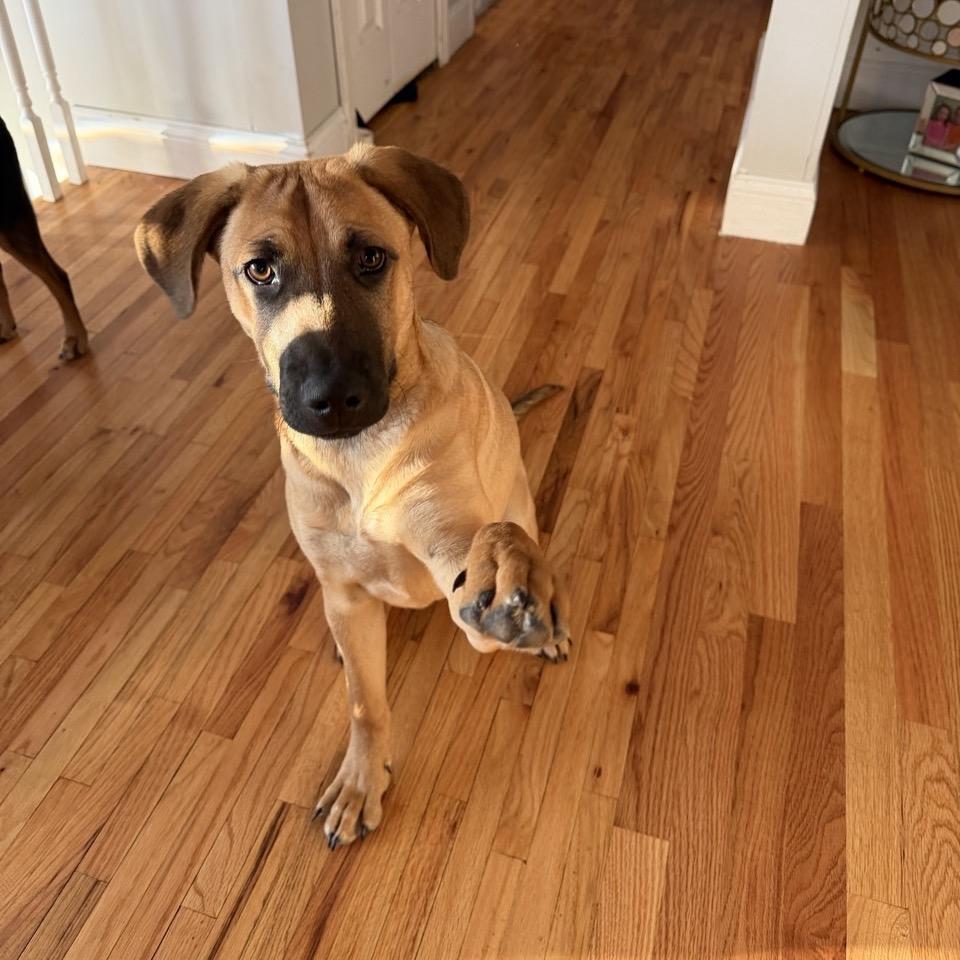 Enlarge Hobbes, a Adoptable mixed breed in Pawling, NY image 5/6