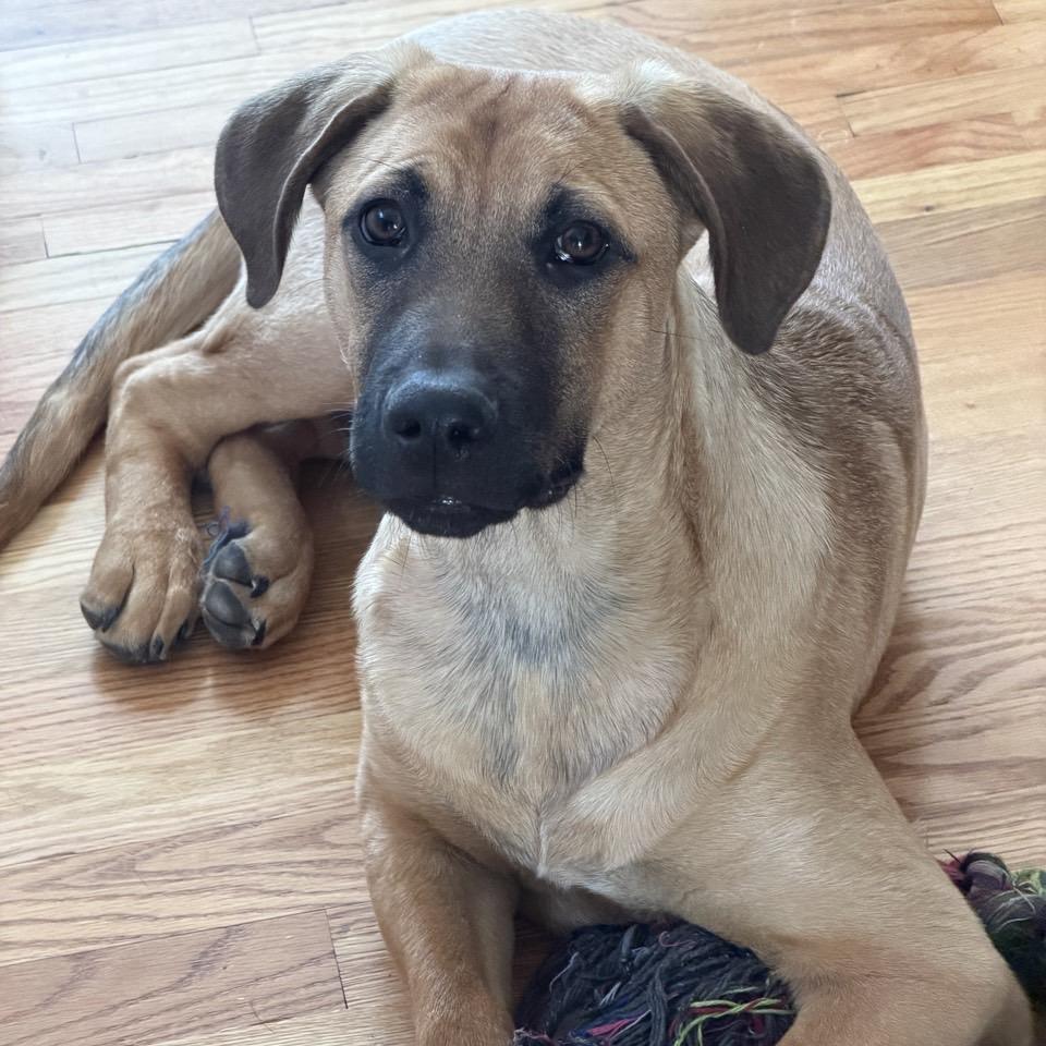 Enlarge Hobbes, a Adoptable mixed breed in Pawling, NY image 6/6