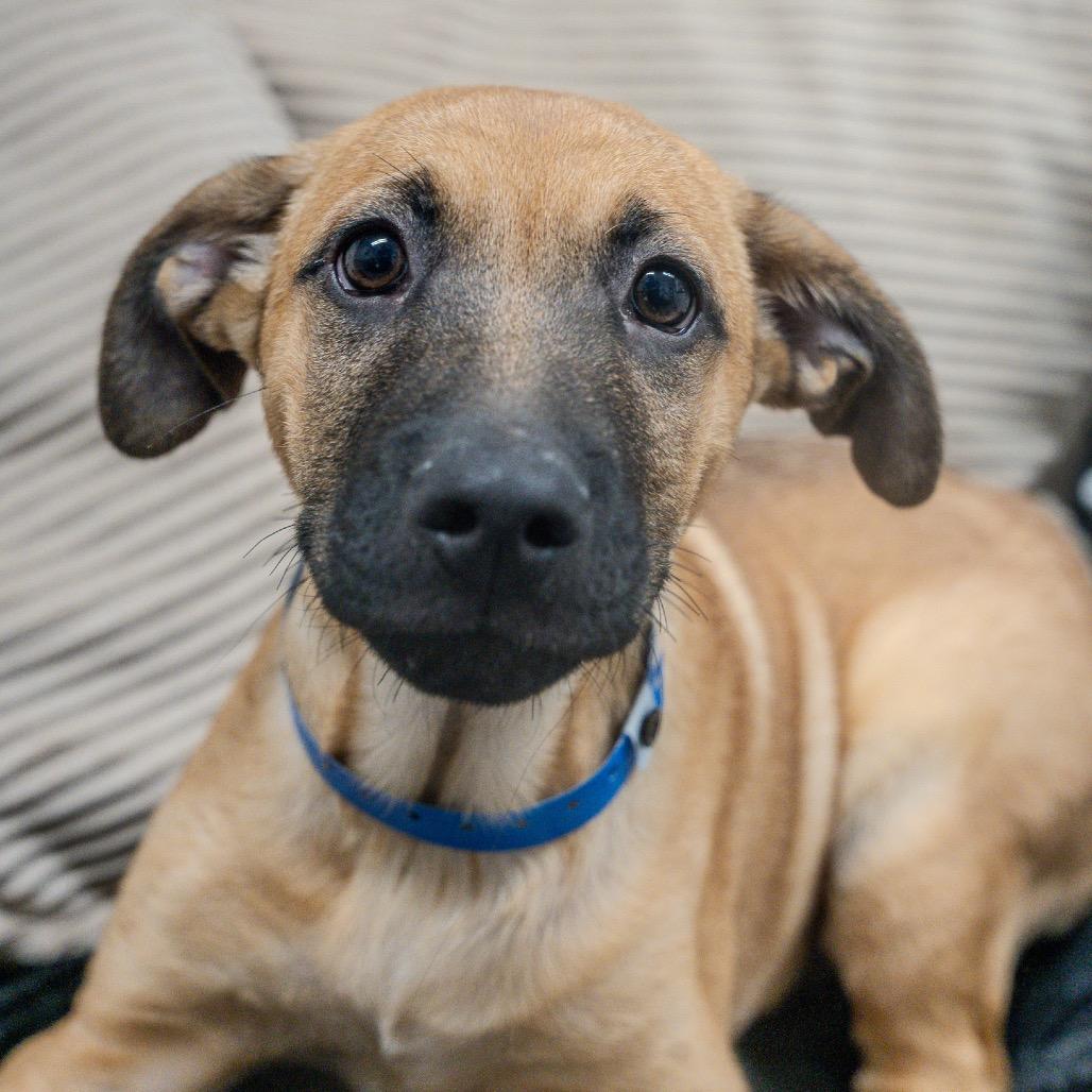 Enlarge Hobbes, a Adoptable mixed breed in Pawling, NY image 6/6