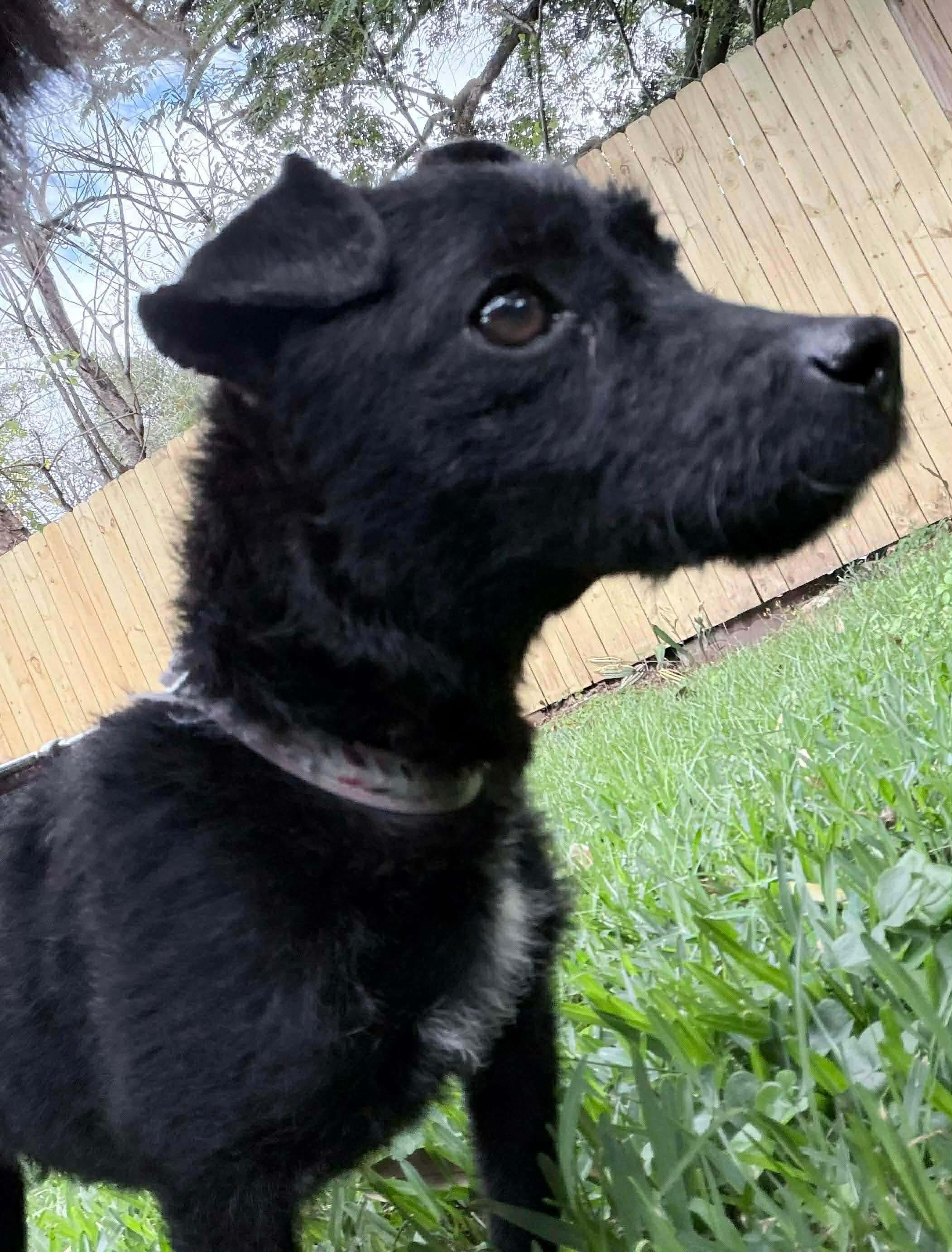 Enlarge Cookie Sue, a ADOPTABLE Mixed Breed in Rayne, LA image 2/4