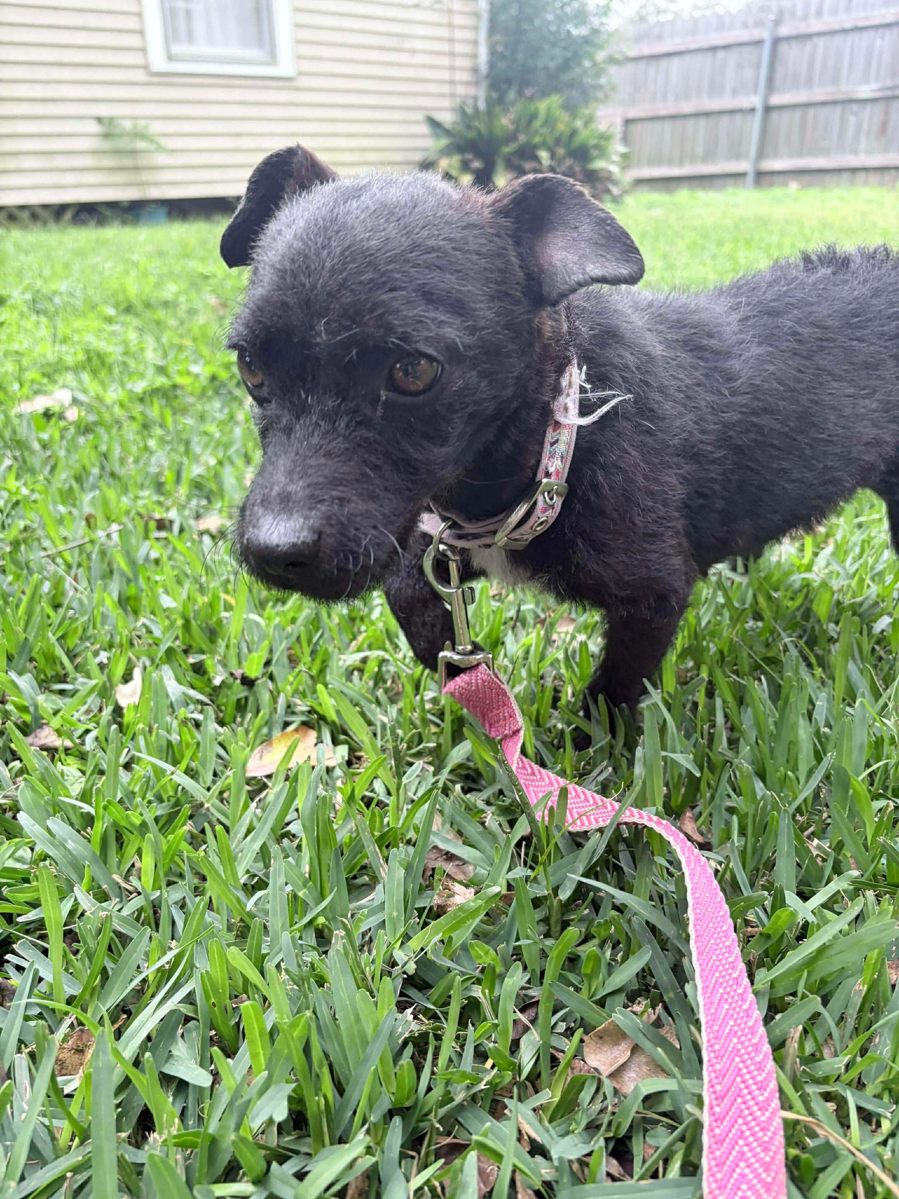 Enlarge Cookie Sue, a ADOPTABLE Mixed Breed in Rayne, LA image 3/4