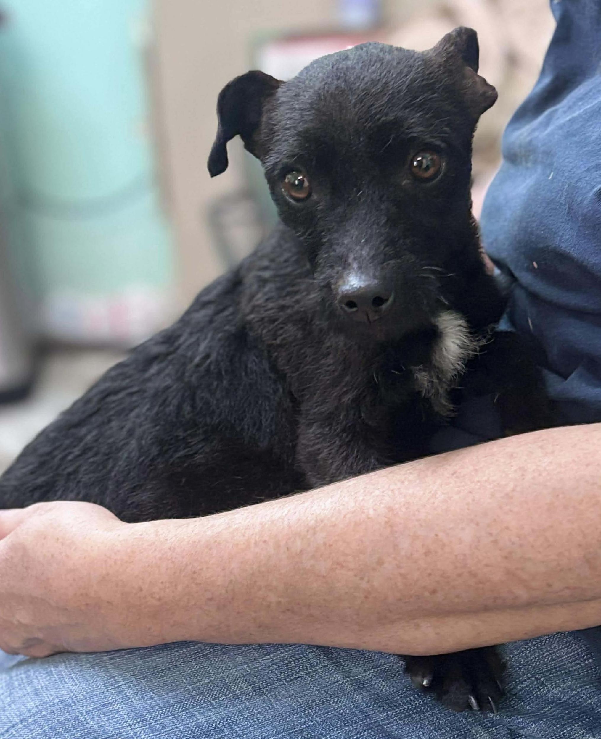 Enlarge Cookie Sue, a ADOPTABLE Mixed Breed in Rayne, LA image 4/4