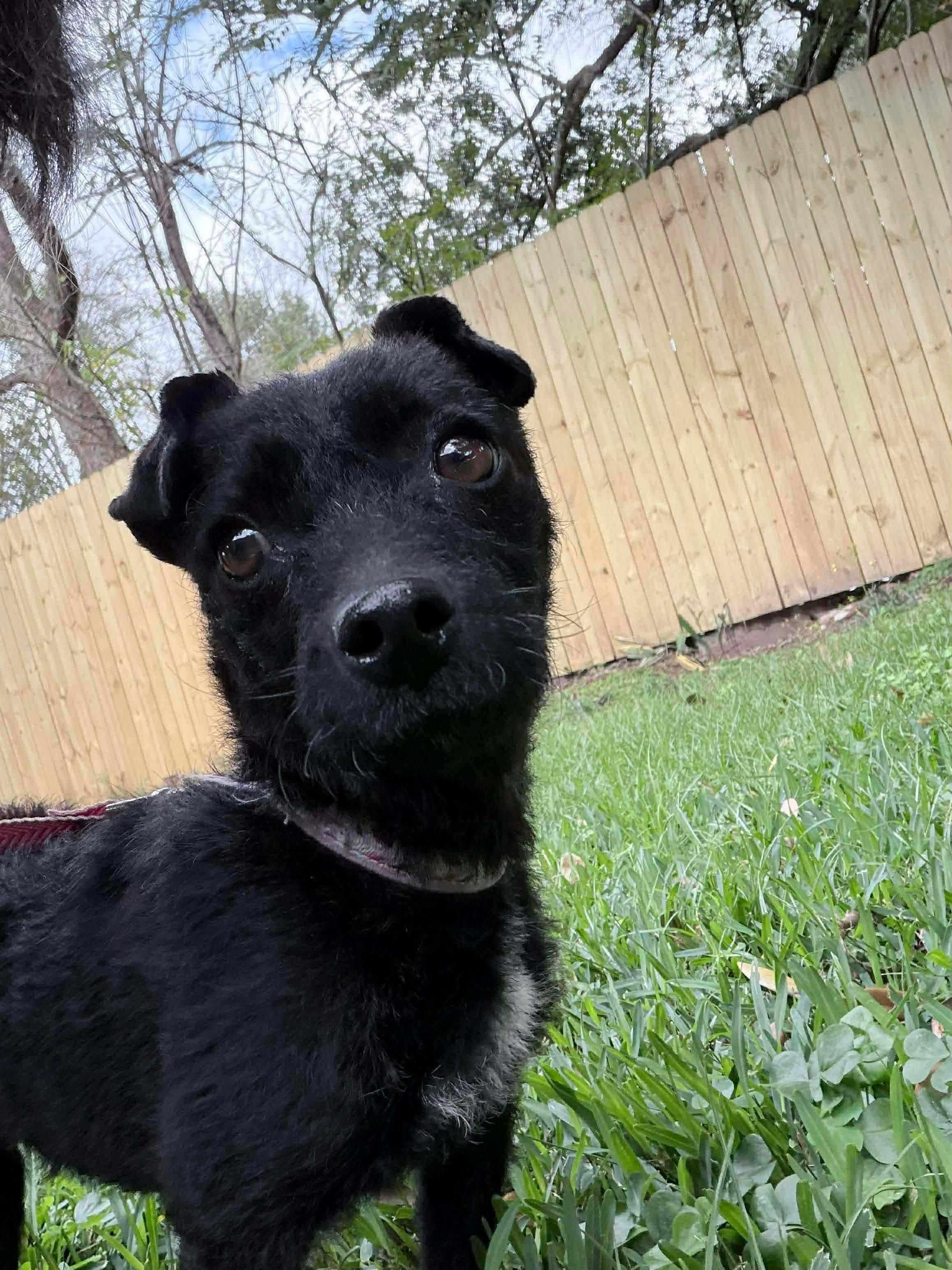 Enlarge Cookie Sue, a ADOPTABLE Mixed Breed in Rayne, LA image 1/4