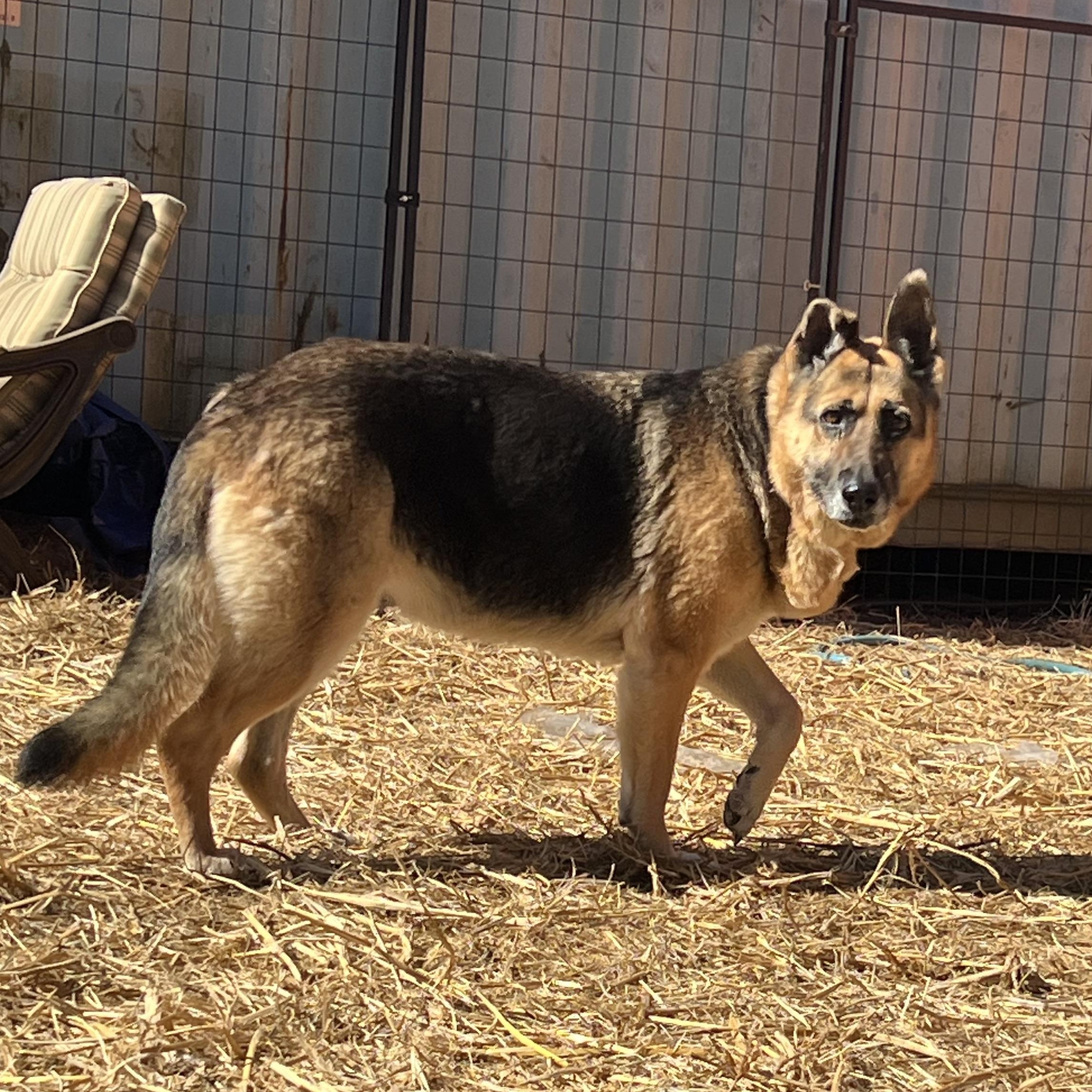 Shelby , a ADOPTABLE German Shepherd Dog in Myrtle, MS image 2/4