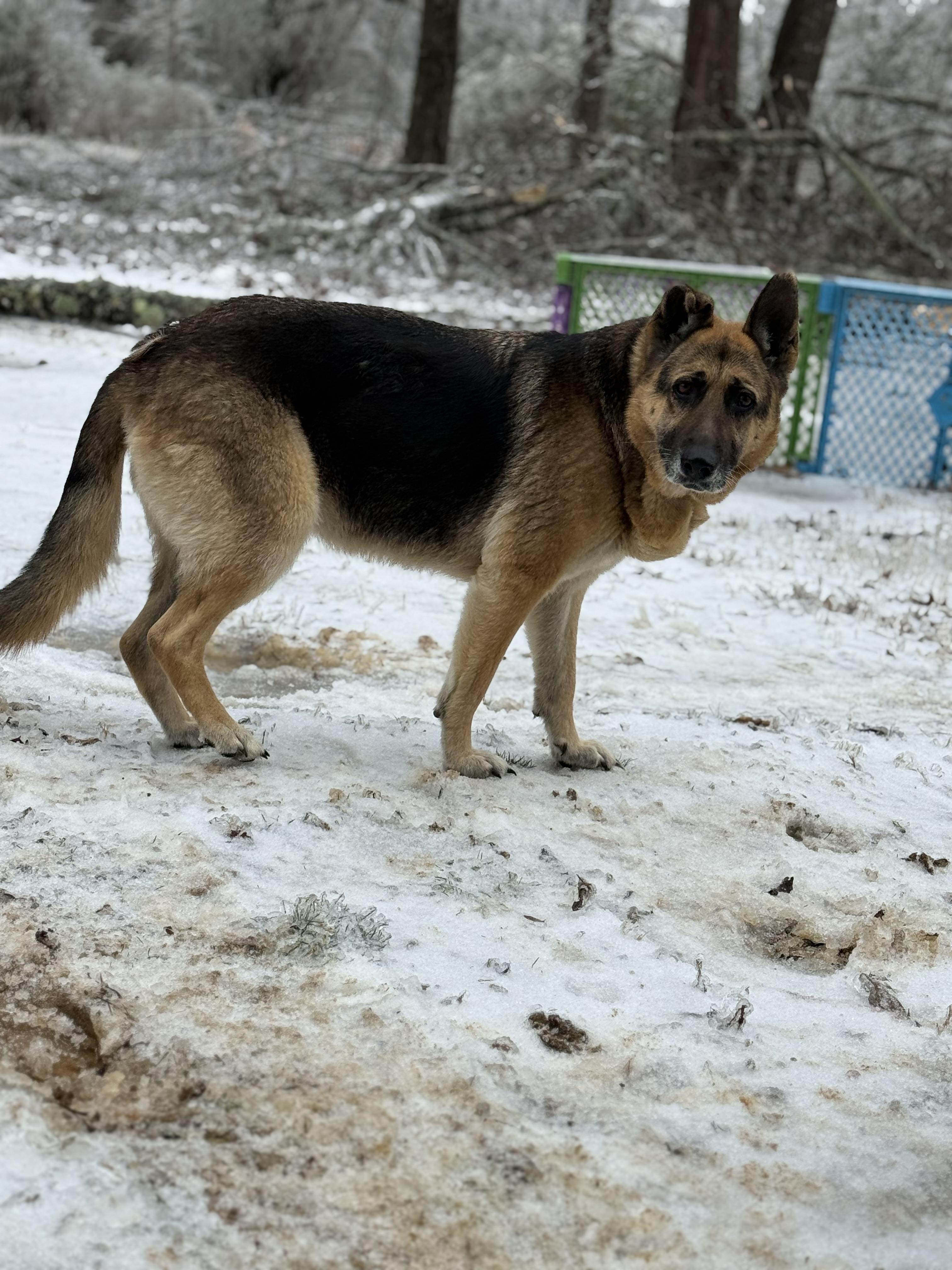 Shelby , a ADOPTABLE German Shepherd Dog in Myrtle, MS image 4/4