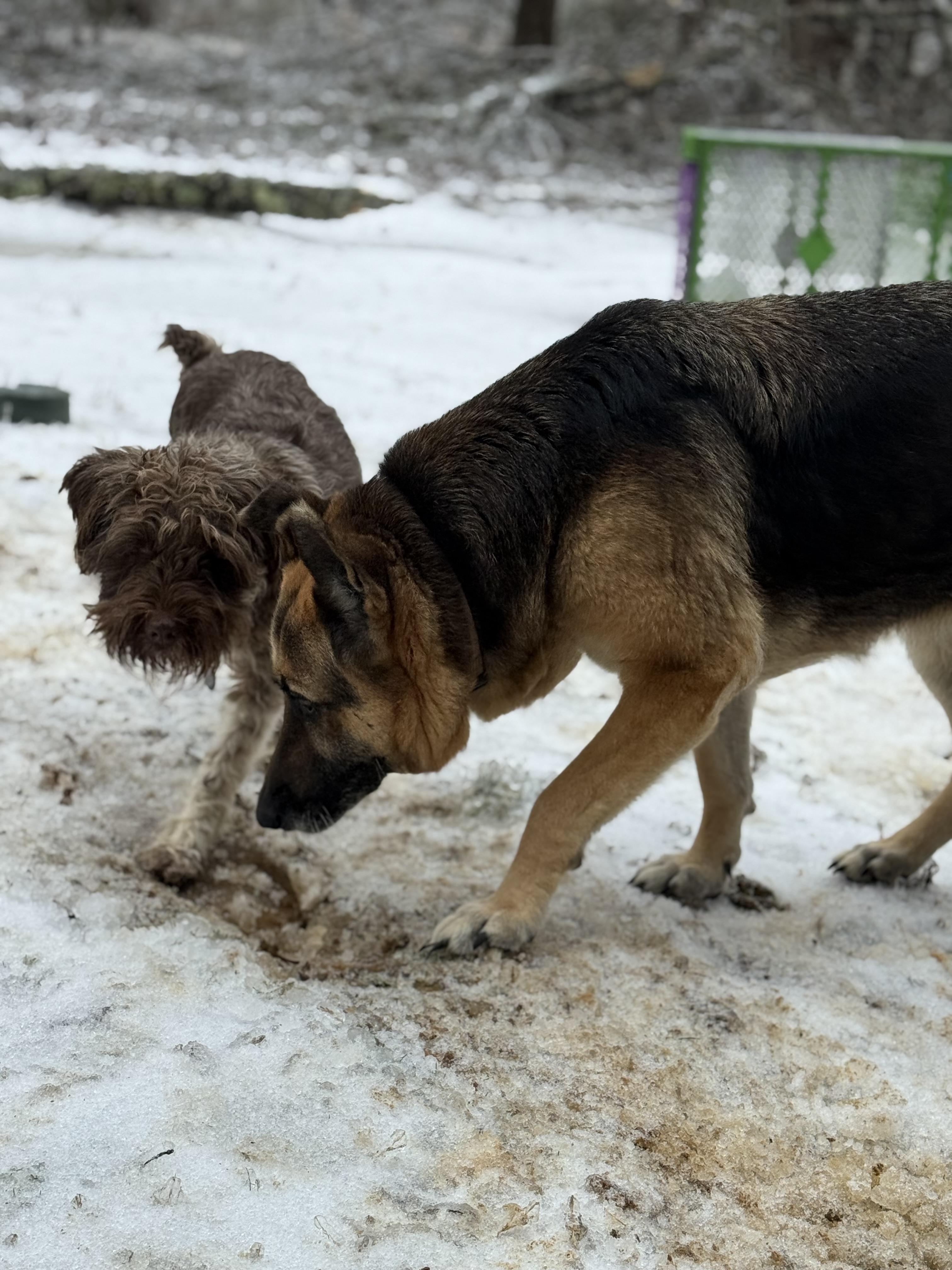 Shelby , a ADOPTABLE German Shepherd Dog in Myrtle, MS image 3/4