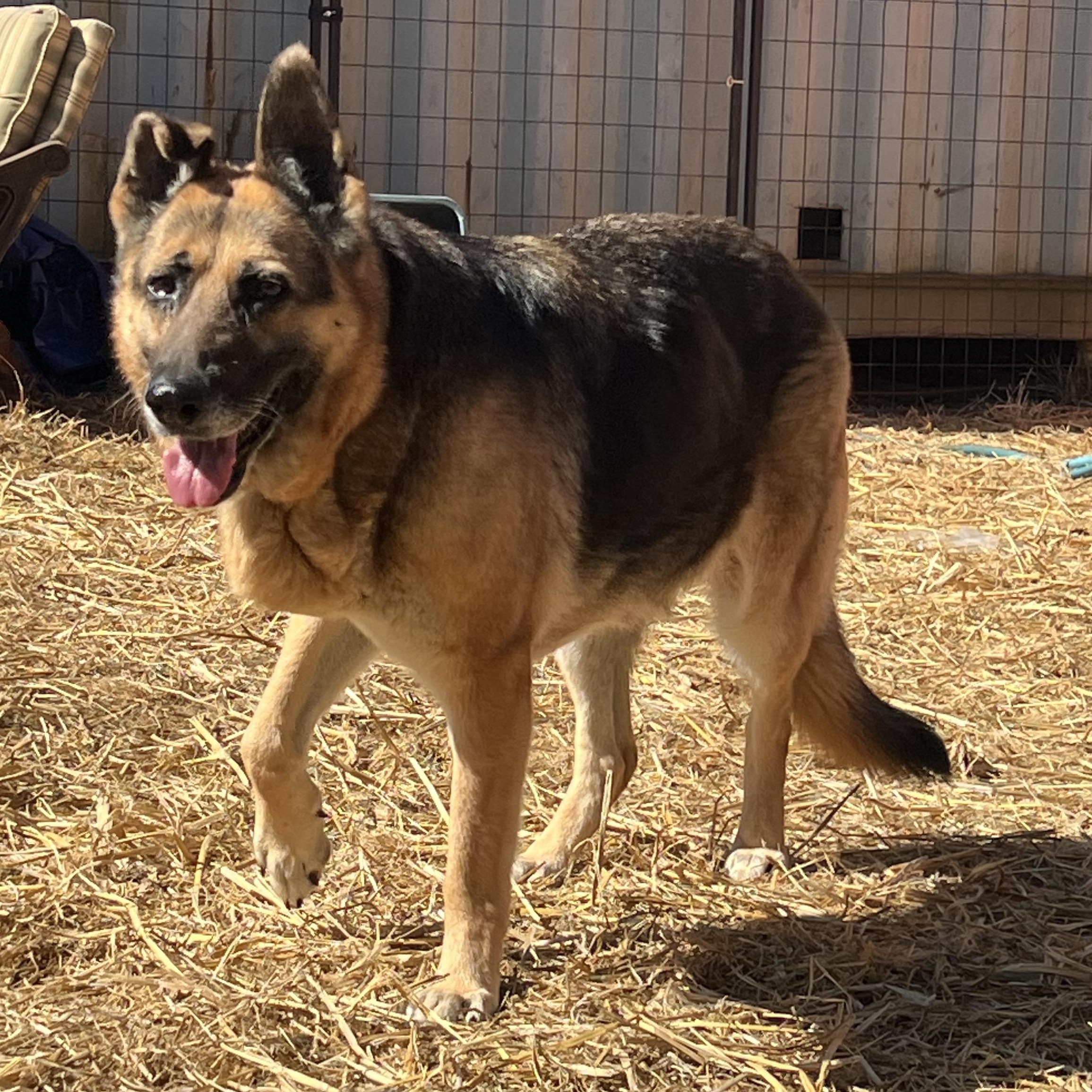 Shelby , ADOPTABLE, Adult Female German Shepherd Dog.
