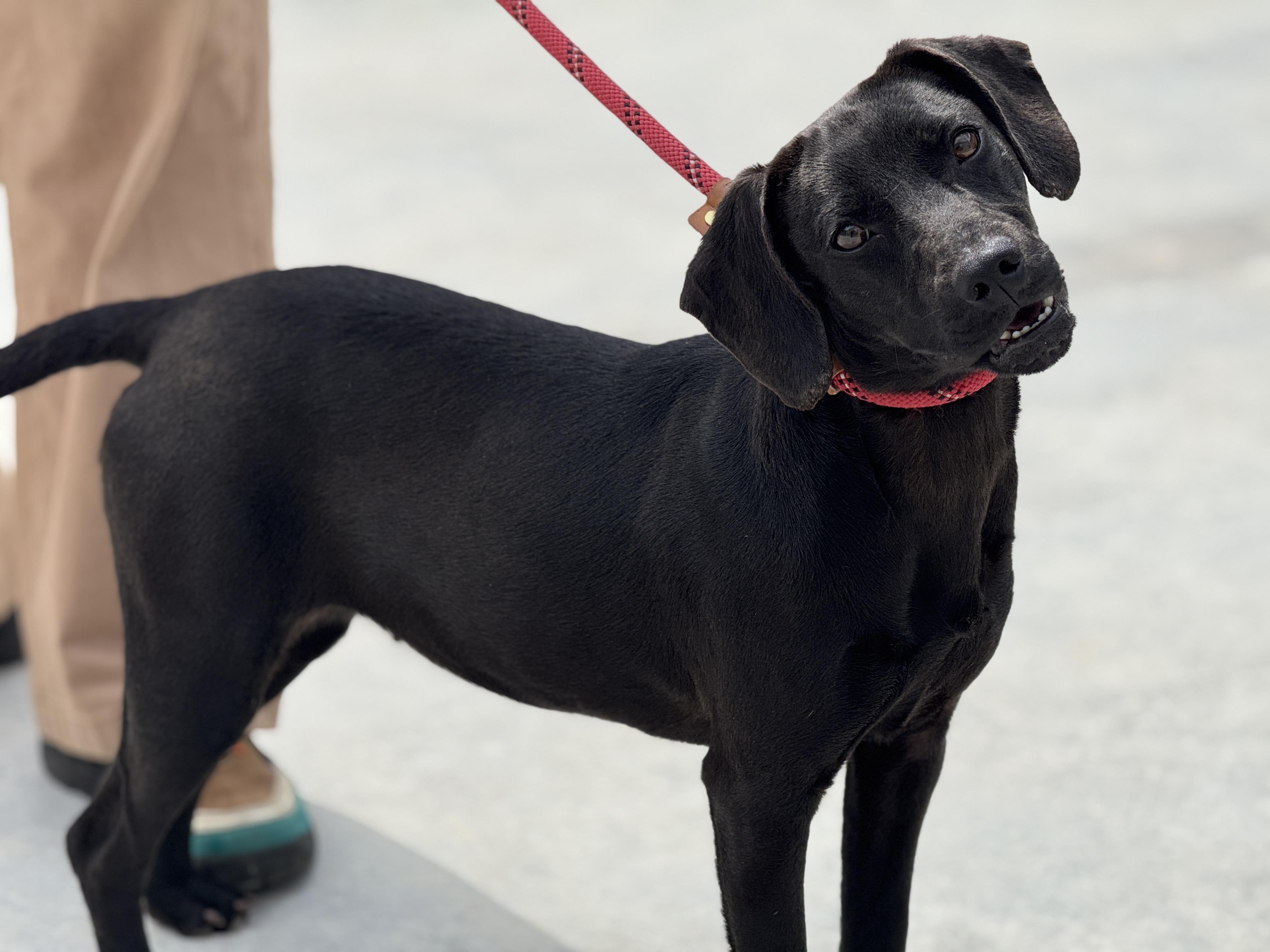 Enlarge Zuri, a ADOPTABLE mixed breed in Richmond, VA image 4/6