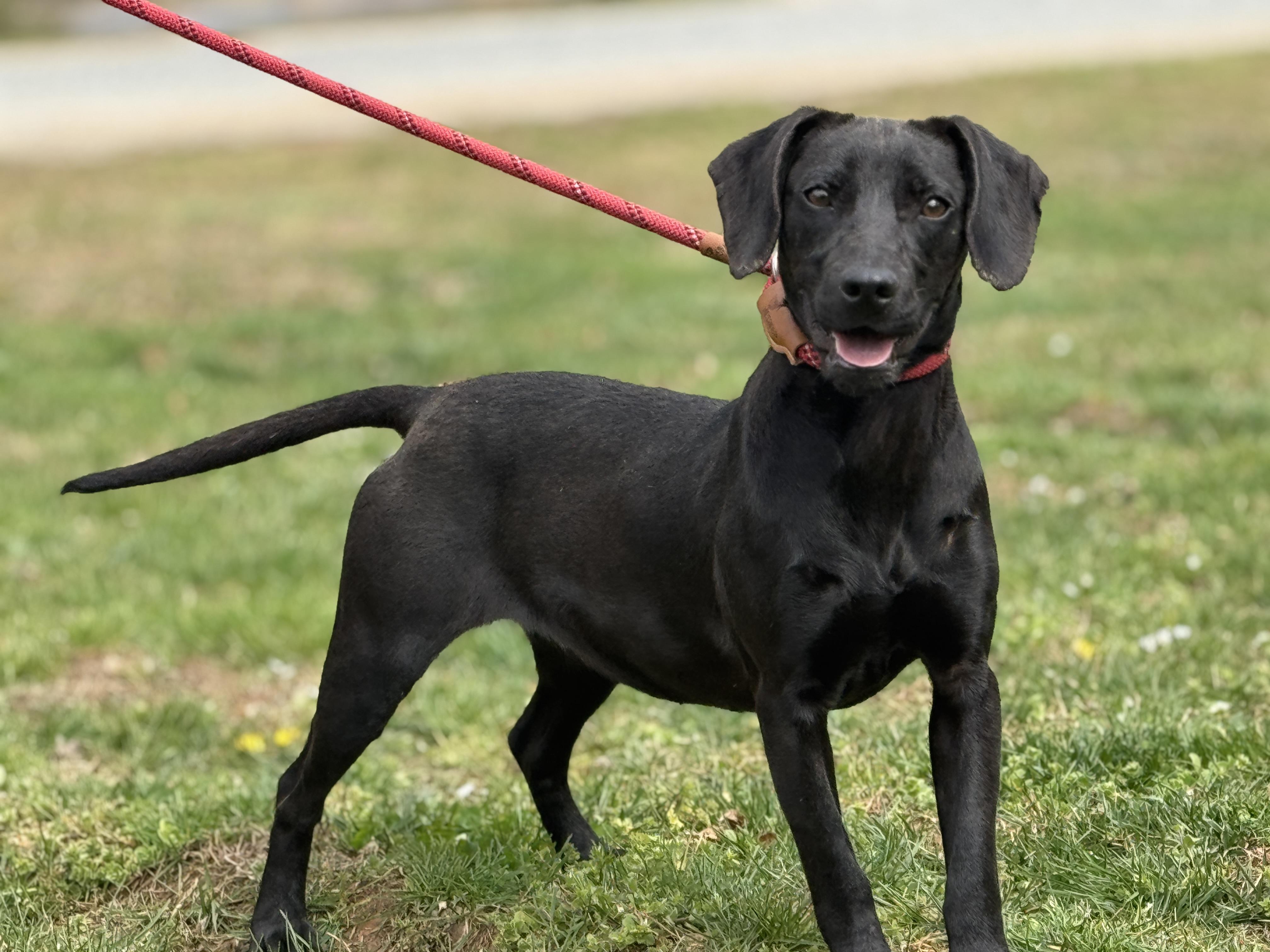 Enlarge Zuri, a ADOPTABLE mixed breed in Richmond, VA image 3/6