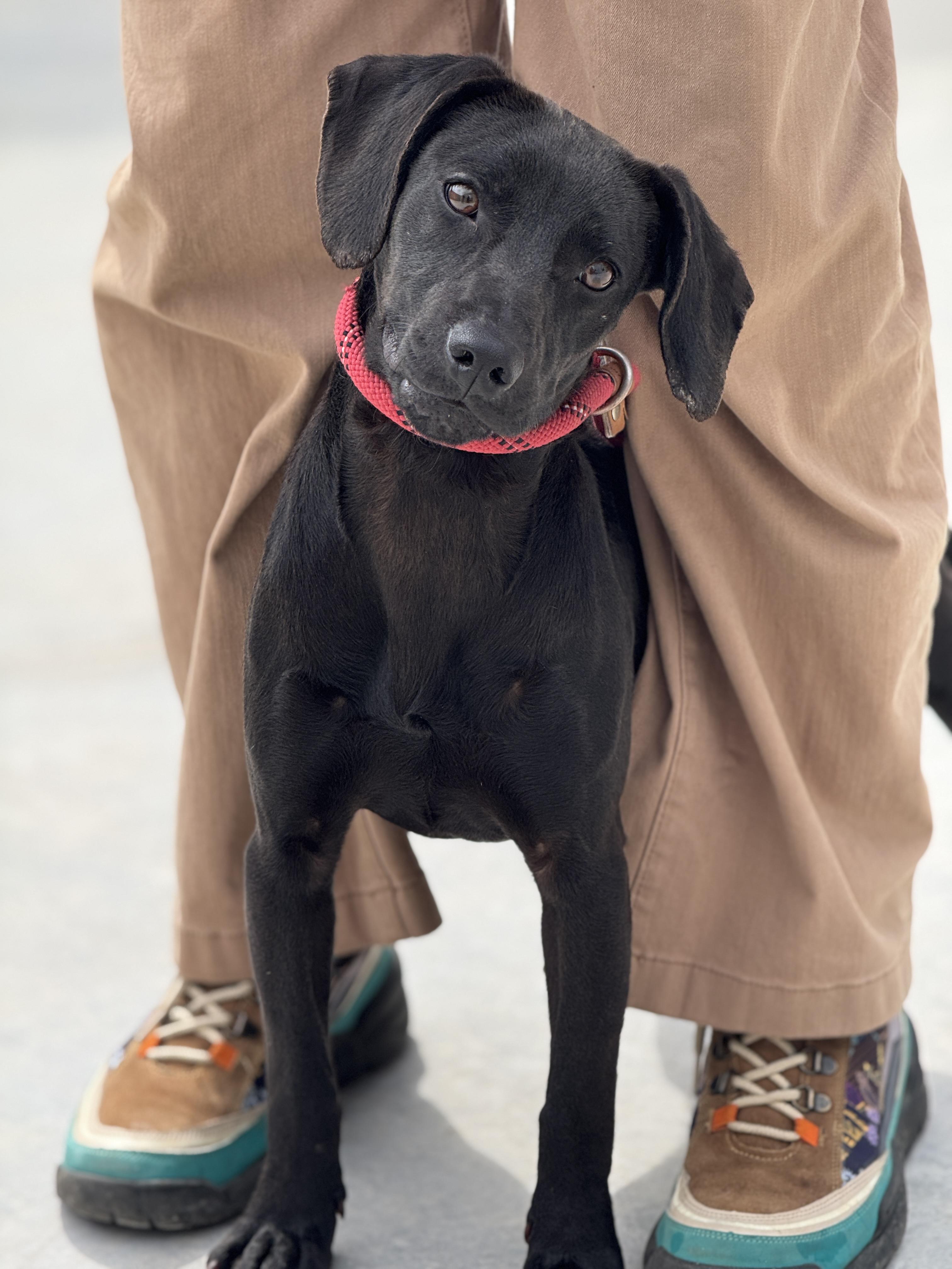 Enlarge Zuri, a ADOPTABLE mixed breed in Richmond, VA image 2/6